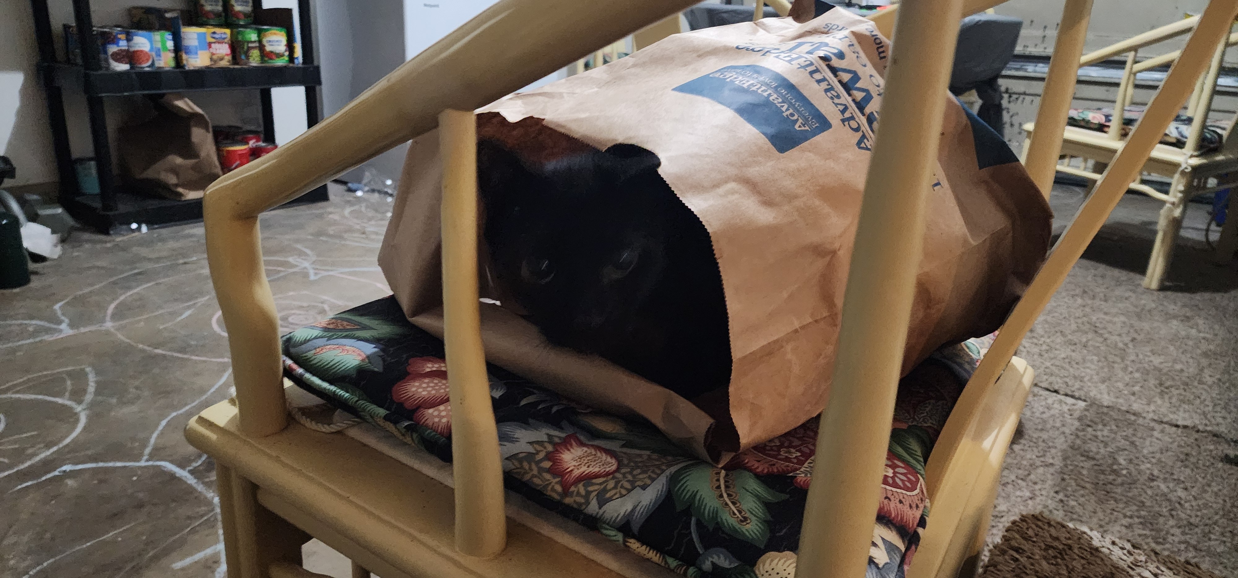 Support Peanut Butter's Emergency Treatment campaign photo, 5 of 7