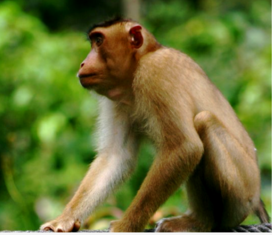 Journey to Borneo 2027: Support my Jungle Expedition campaign photo, 4 of 7