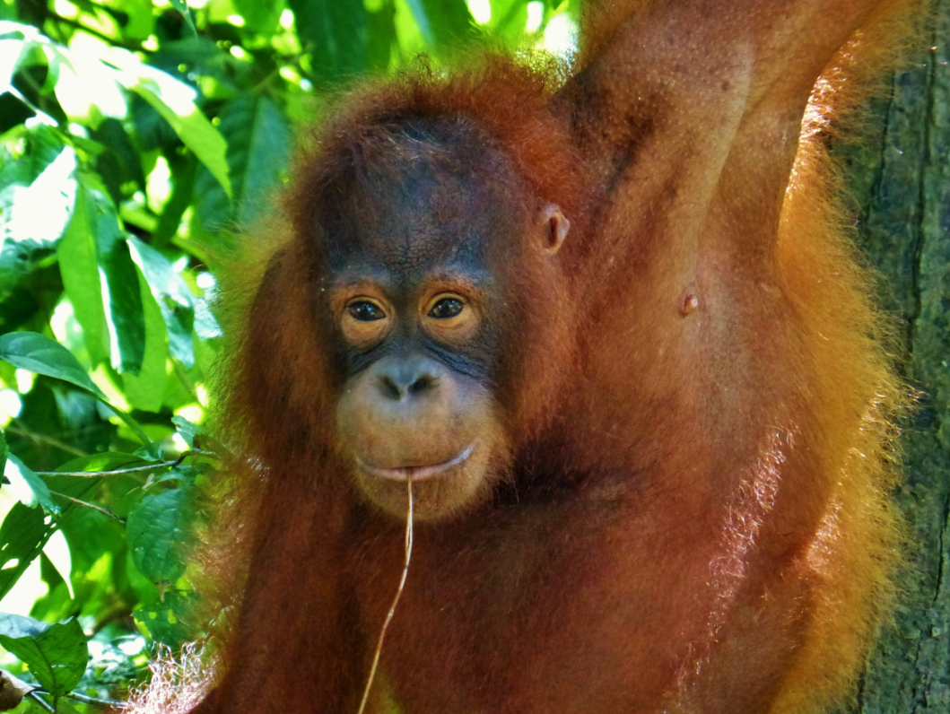 Journey to Borneo 2027: Support my Jungle Expedition campaign photo, 5 of 7