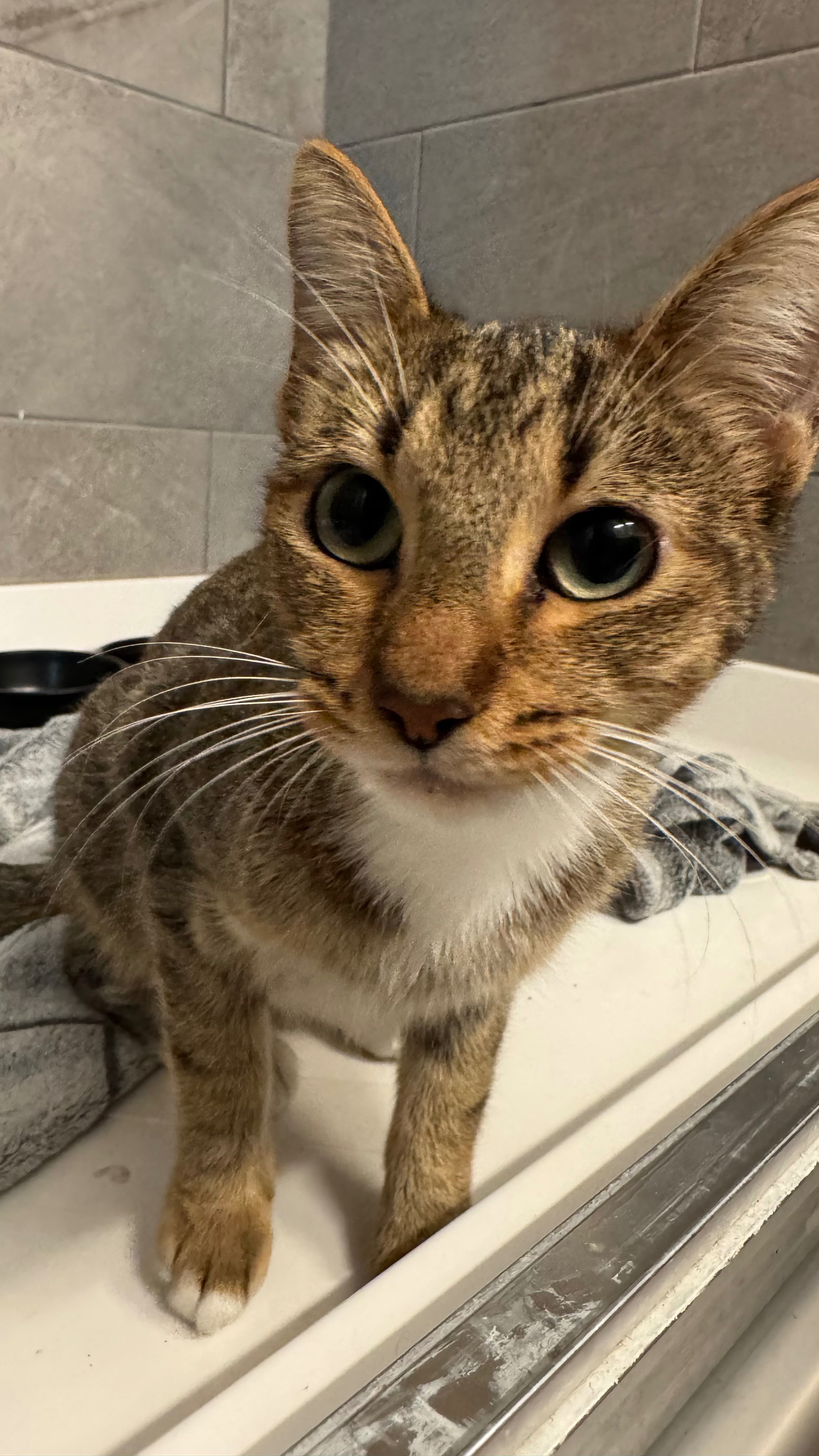 Help This Stray Kitten Get Medical Care campaign photo, 5 of 6