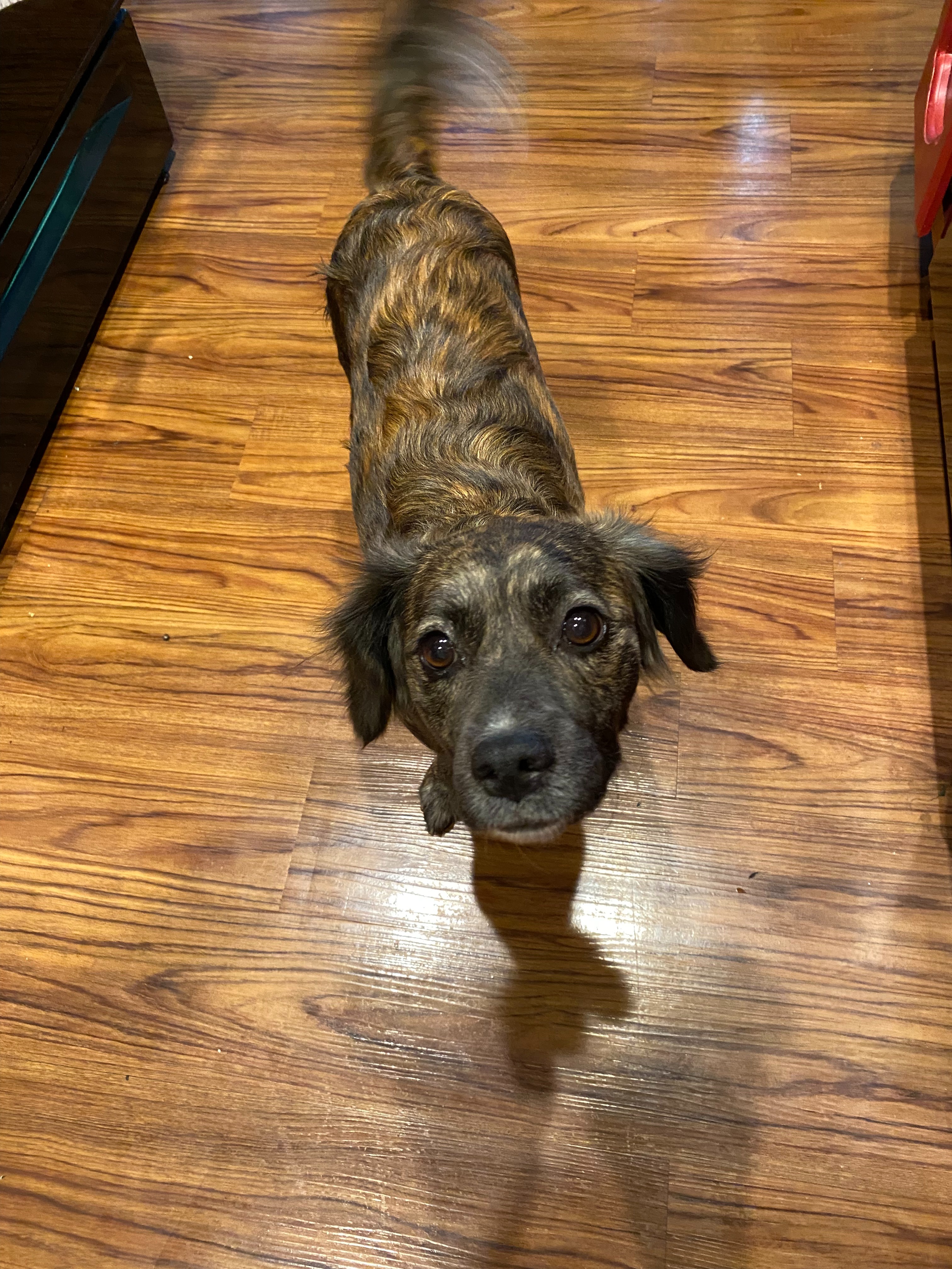 Extend a Paw: Help Luz with Tumor Removal Surgery campaign photo, 7 of 8