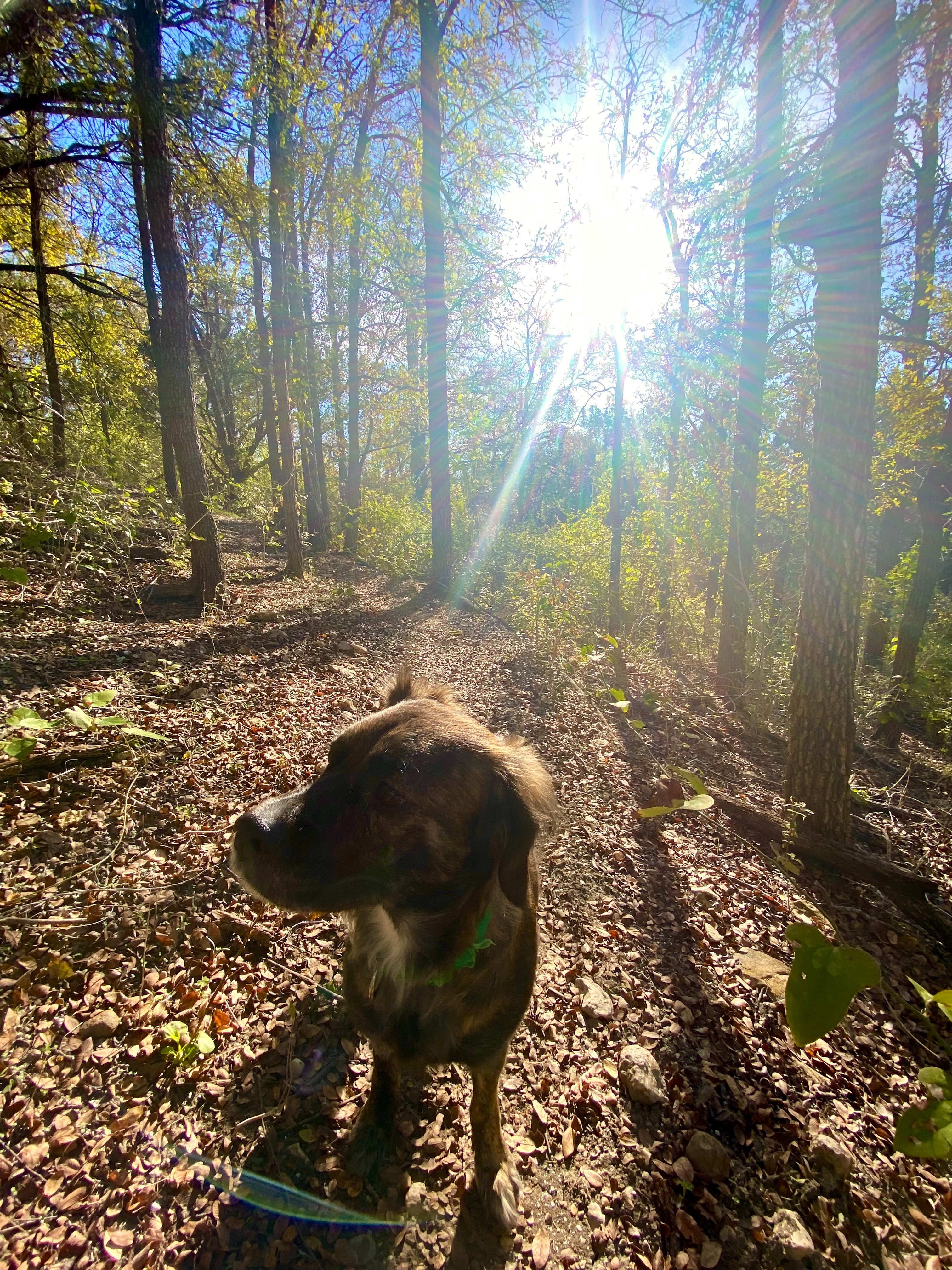 Extend a Paw: Help Luz with Tumor Removal Surgery campaign photo, 2 of 8