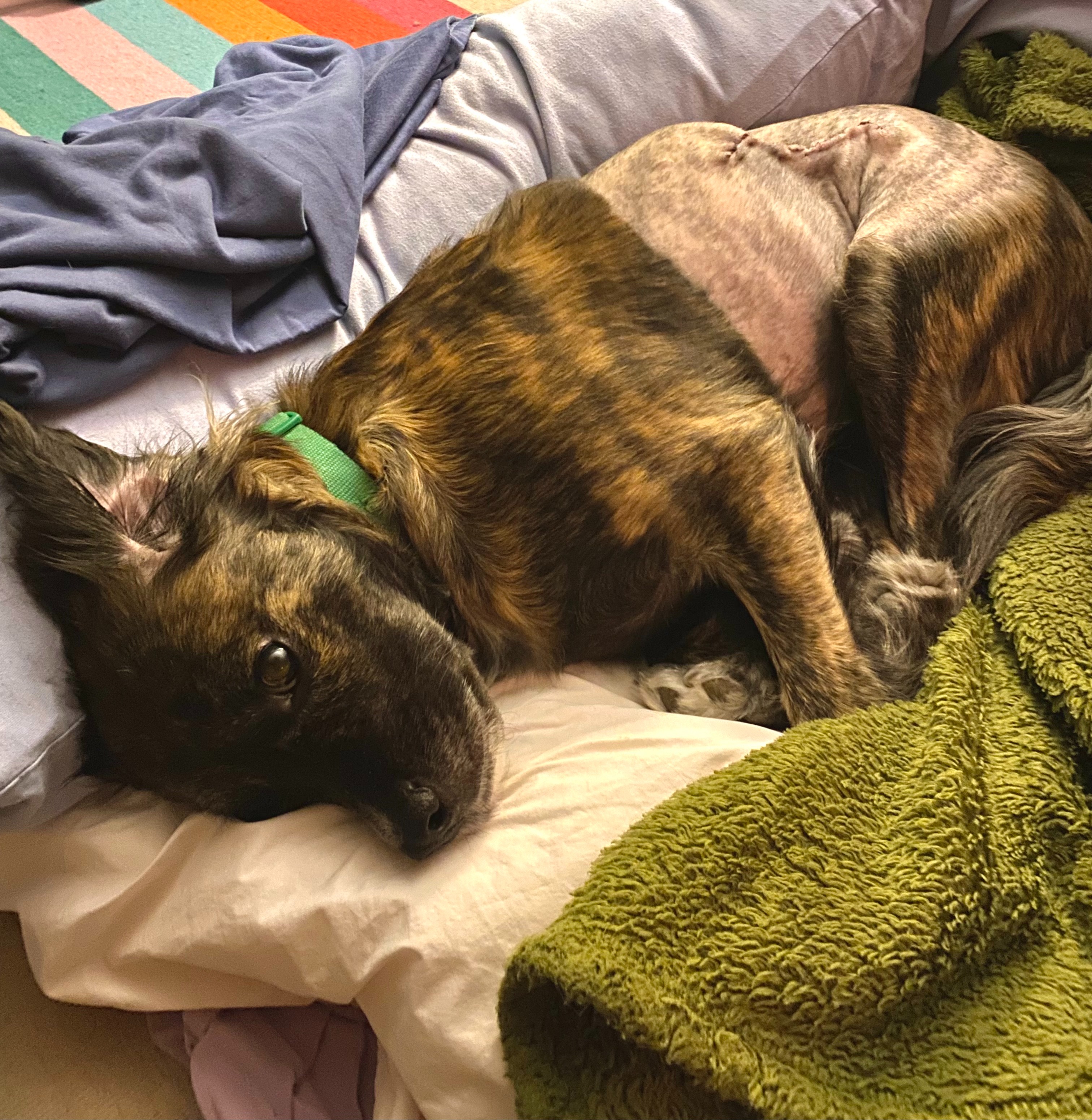 Extend a Paw: Help Luz with Tumor Removal Surgery campaign photo, 4 of 8