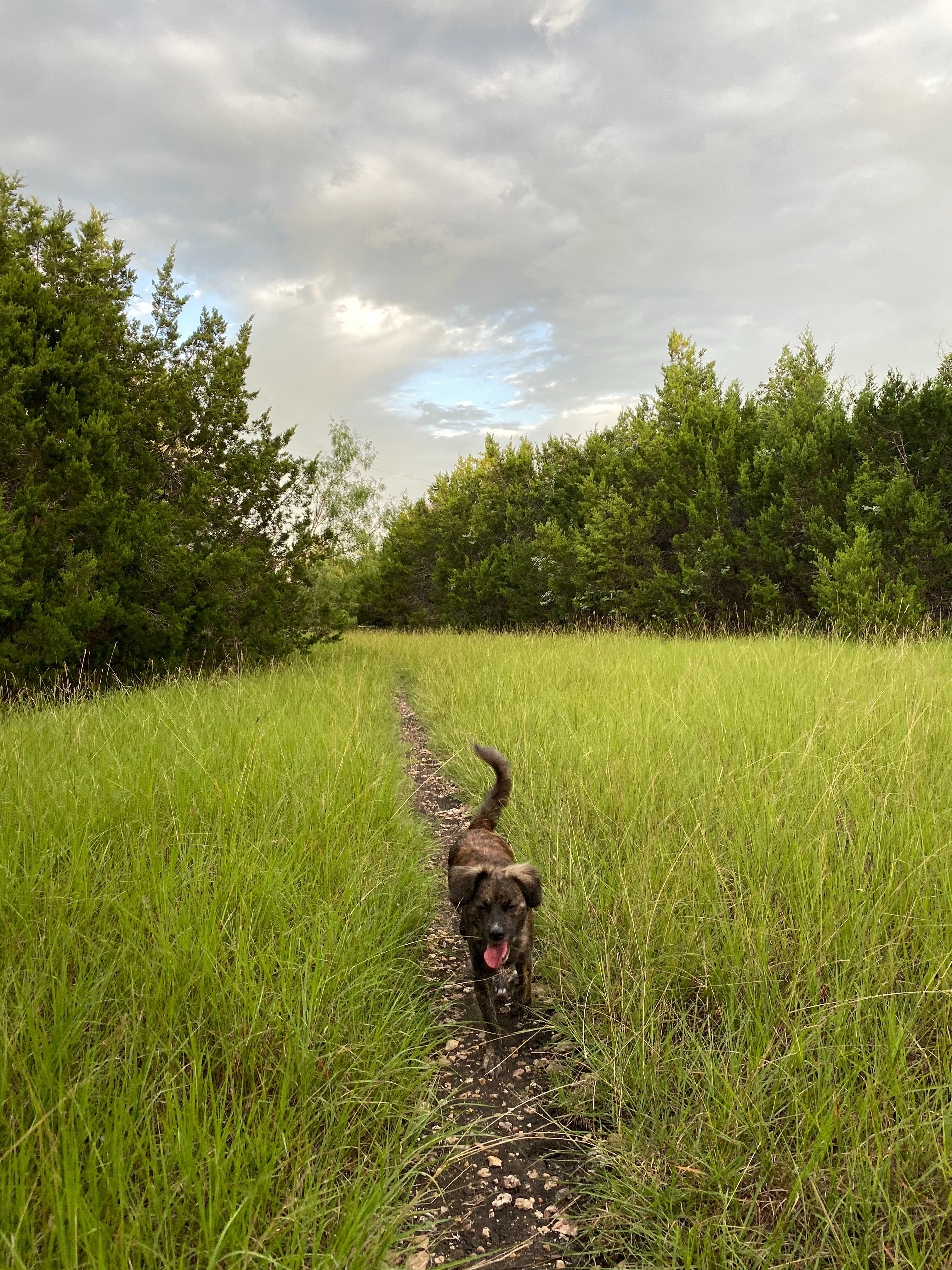 Extend a Paw: Help Luz with Tumor Removal Surgery campaign photo, 5 of 8