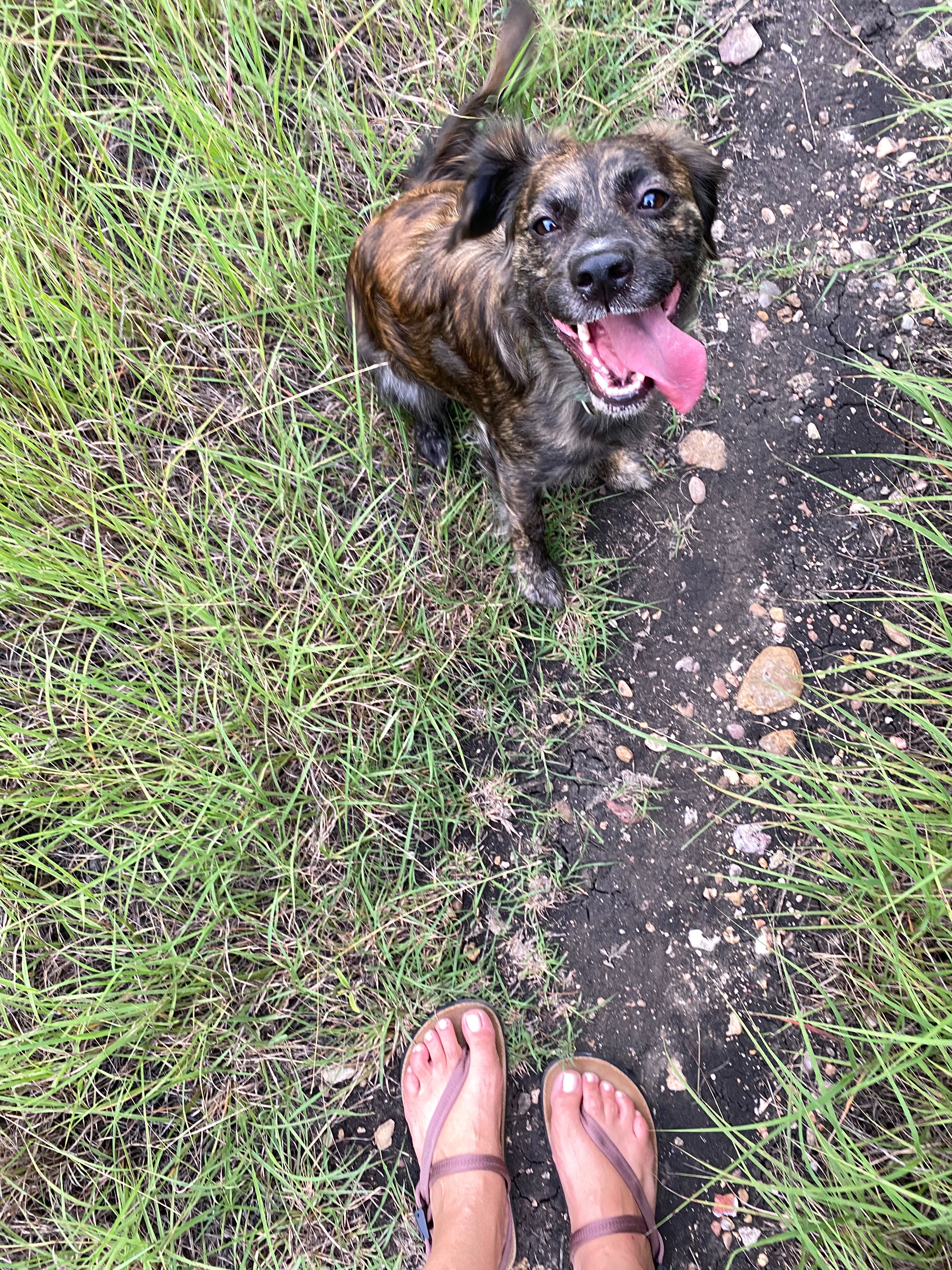Extend a Paw: Help Luz with Tumor Removal Surgery campaign photo, 6 of 8