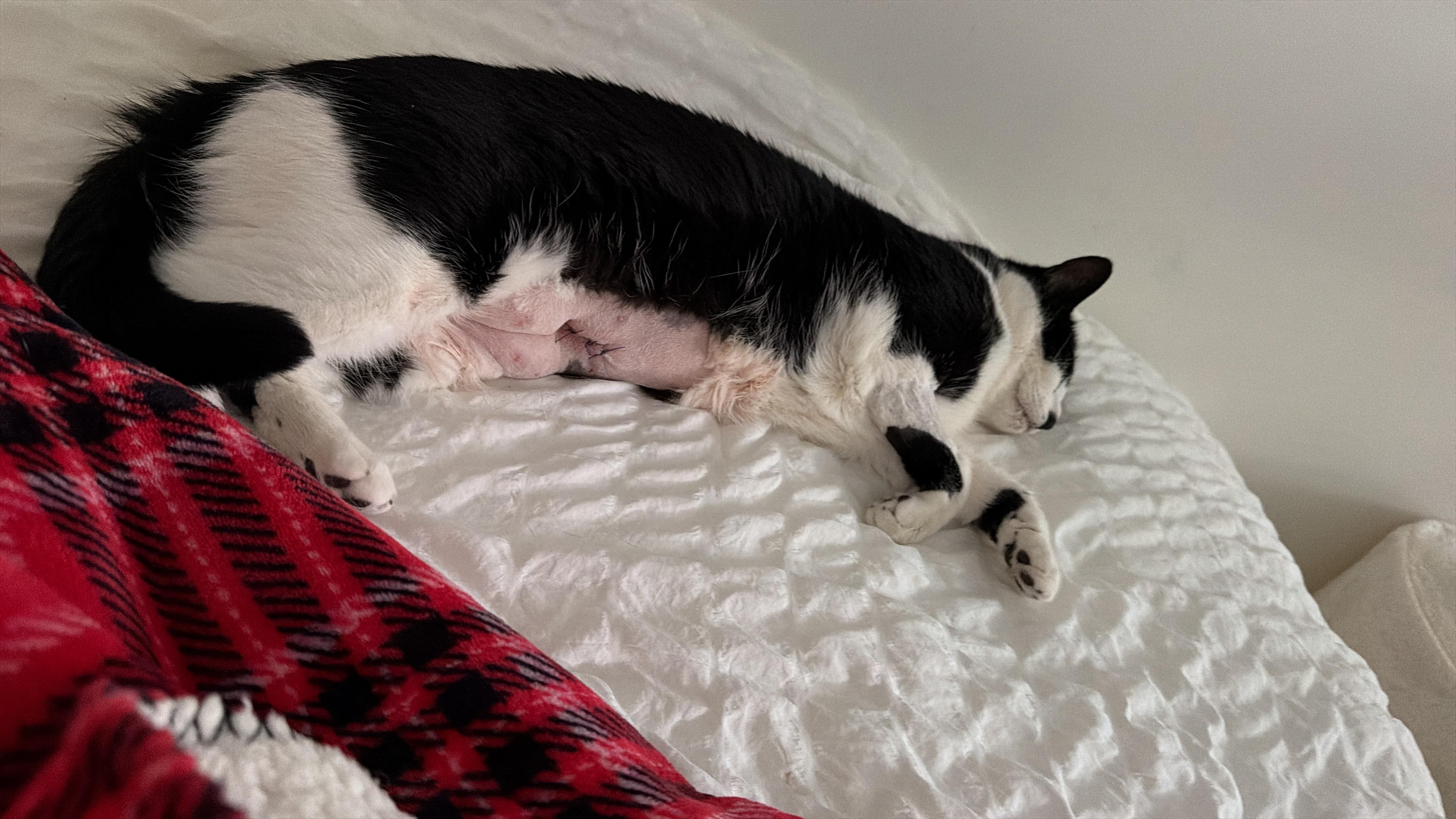 Ayuda para salvar la vida de Luna: emergencia veterinaria campaign photo, 2 of 5
