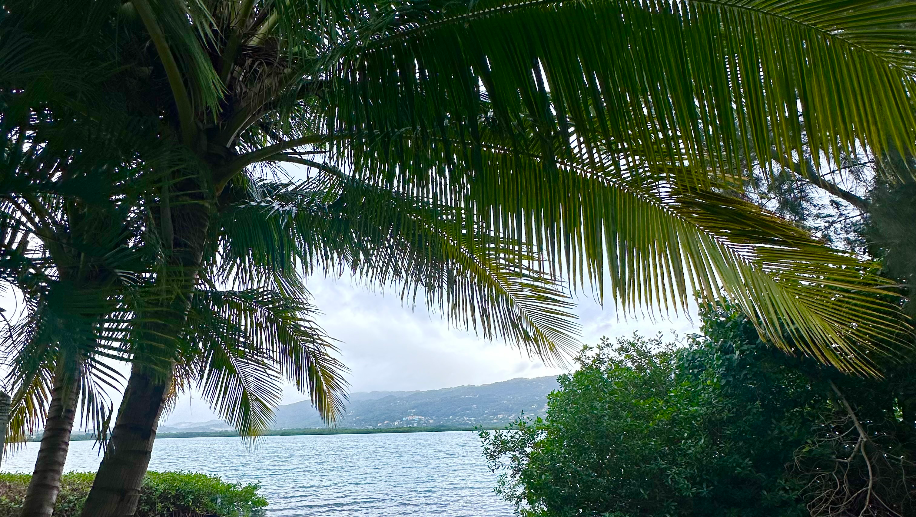 Donate to Jamaica Wellness and Relief Initiative photo