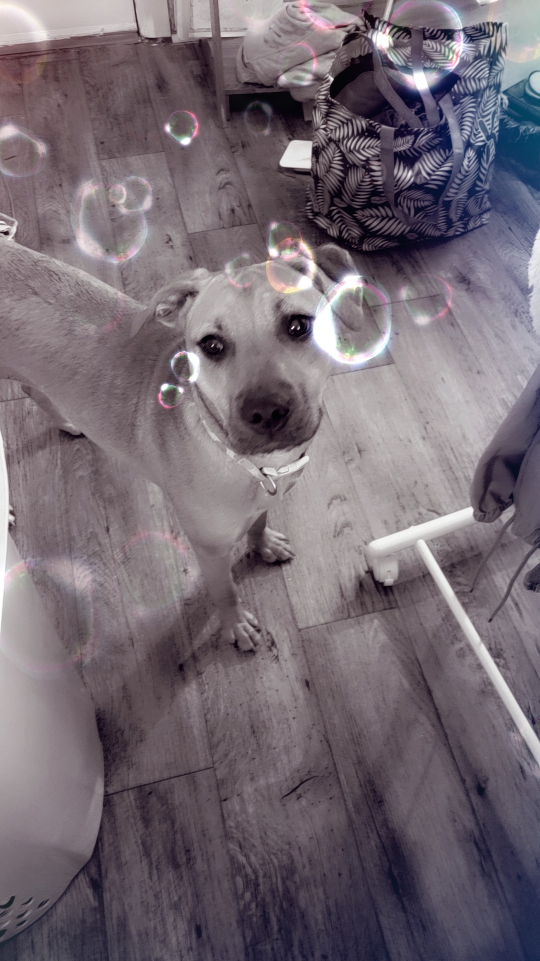 Help Luna Get Life-Saving Surgery campaign photo, 2 of 7