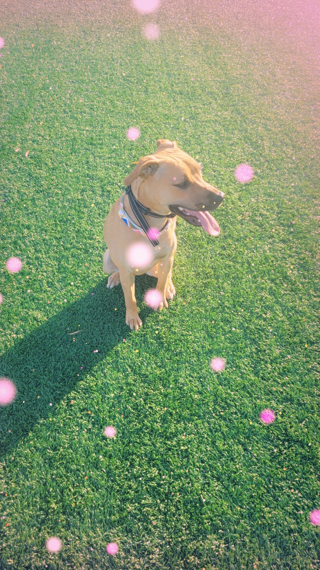 Help Luna Get Life-Saving Surgery campaign photo, 4 of 7