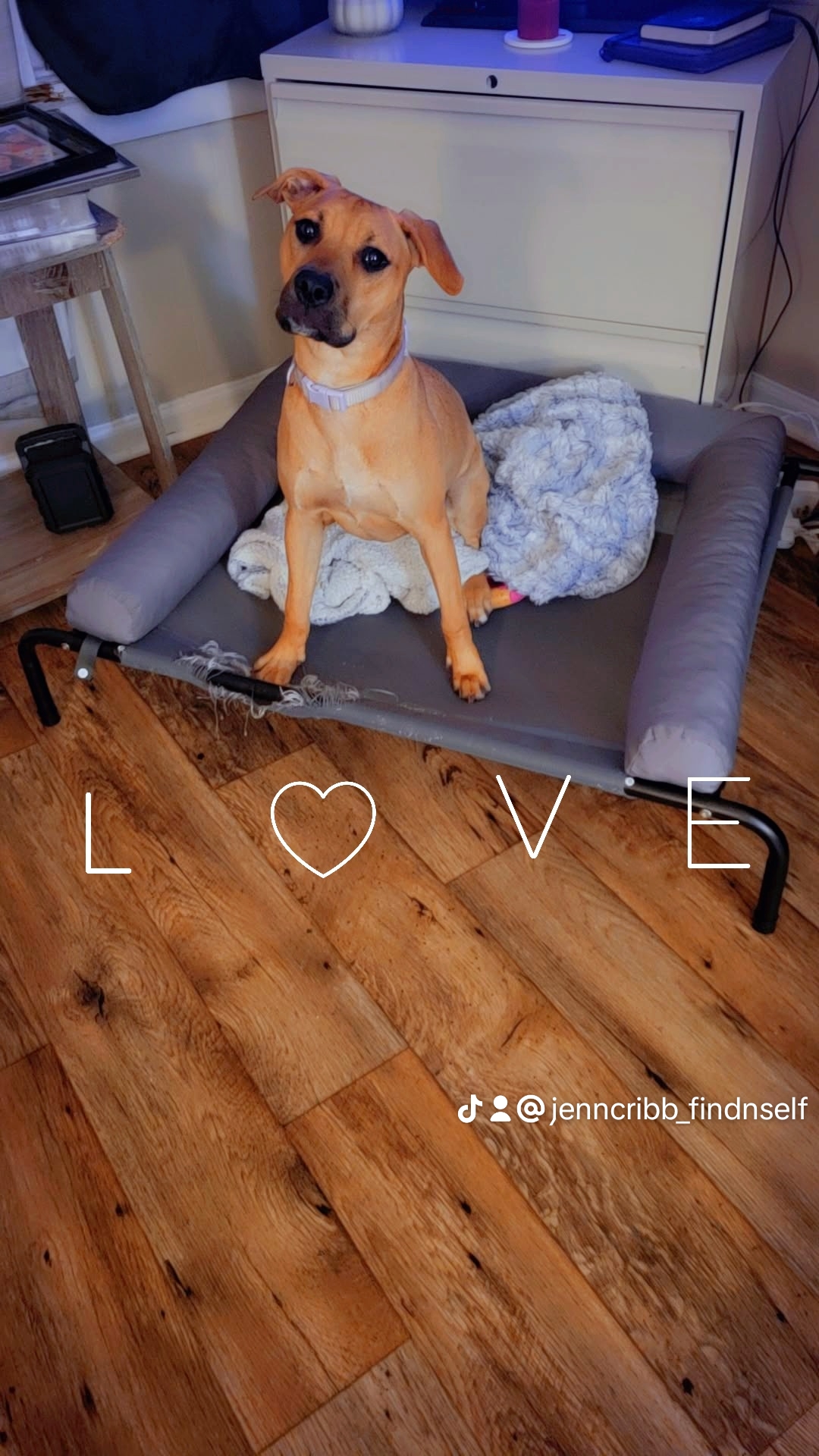 Help Luna Get Life-Saving Surgery campaign photo, 5 of 7