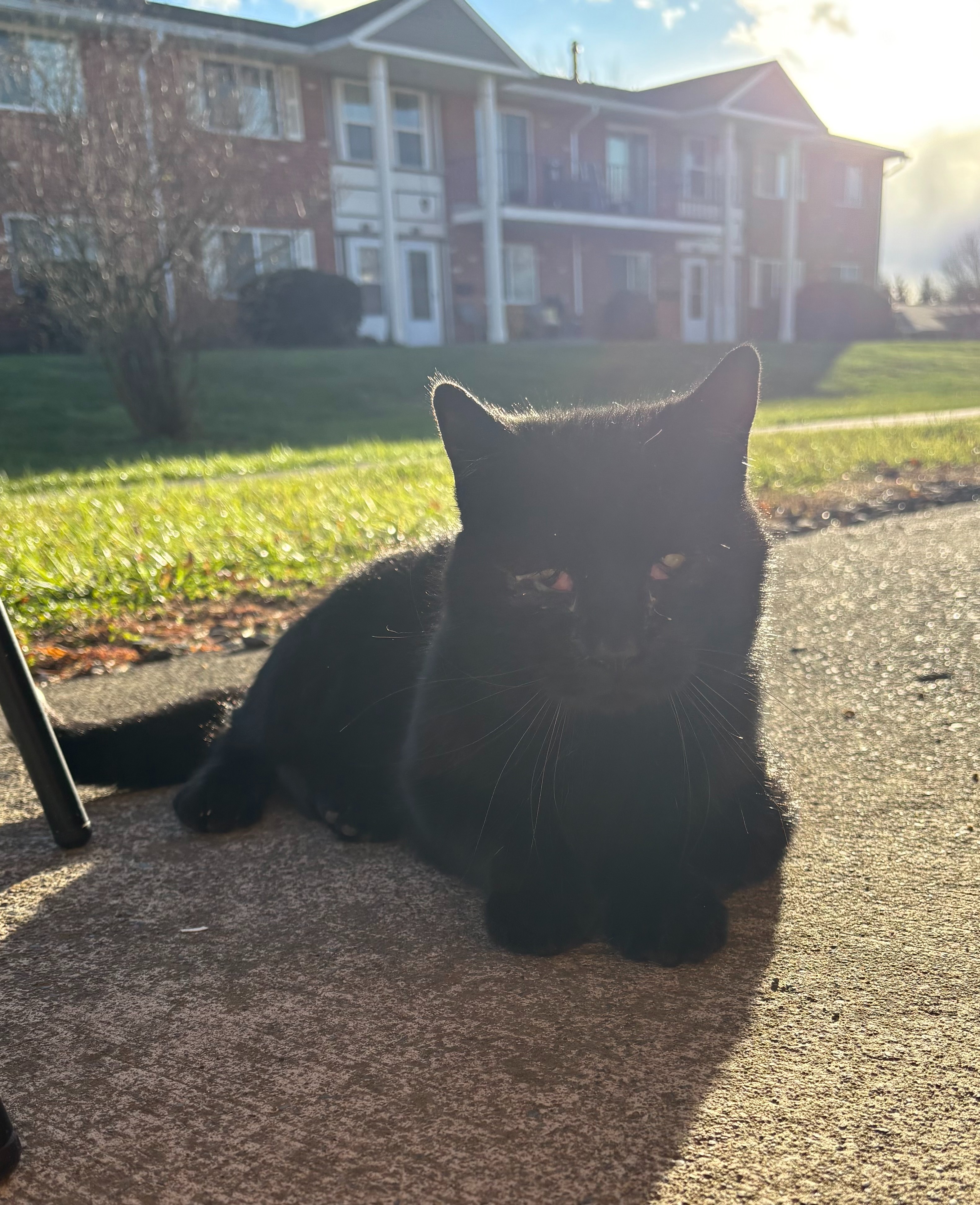 Help Oreo Get the Medical Care He Needs campaign photo, 4 of 5