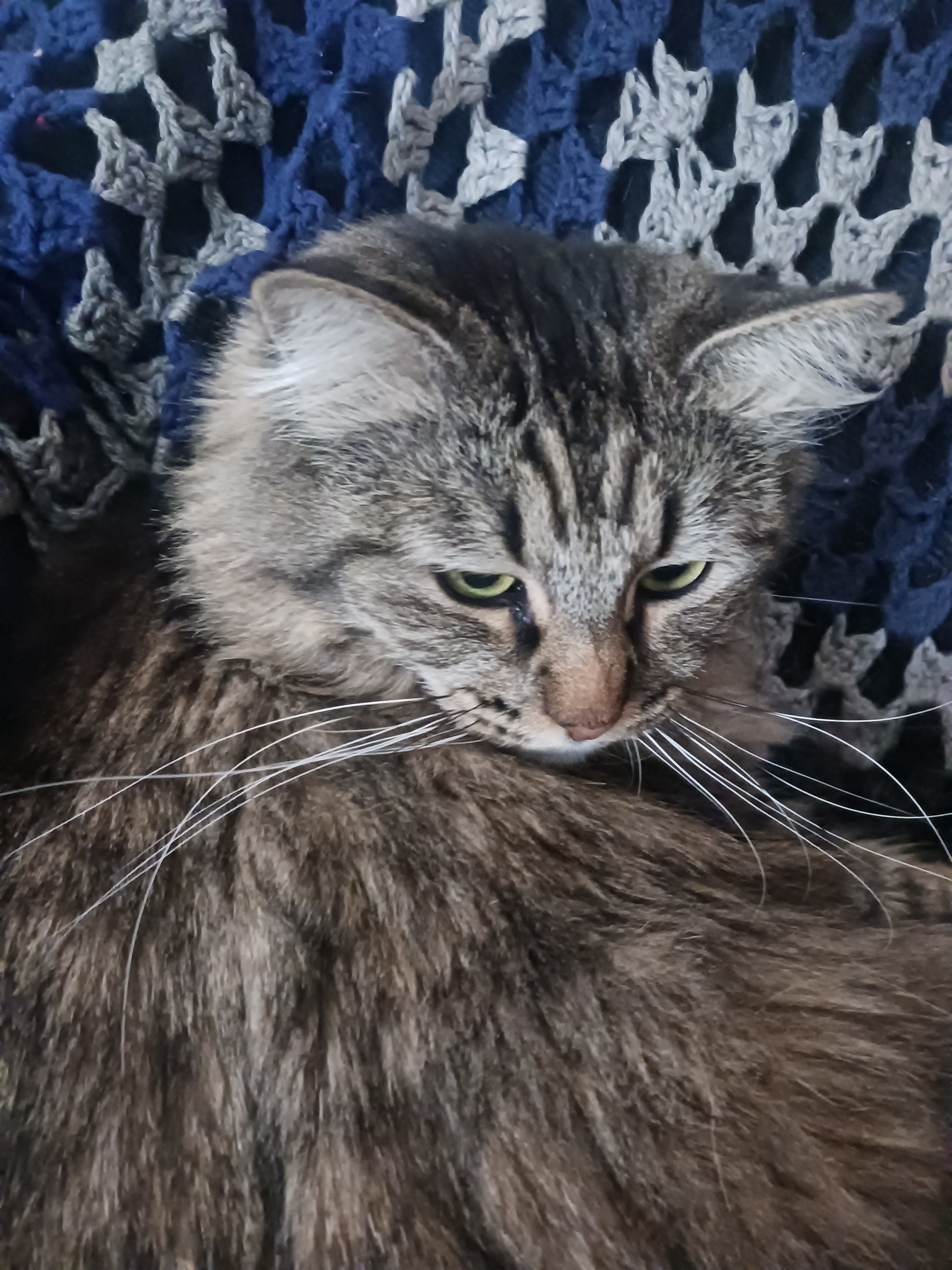 Help with Violet's Cremation Costs campaign photo, 4 of 7