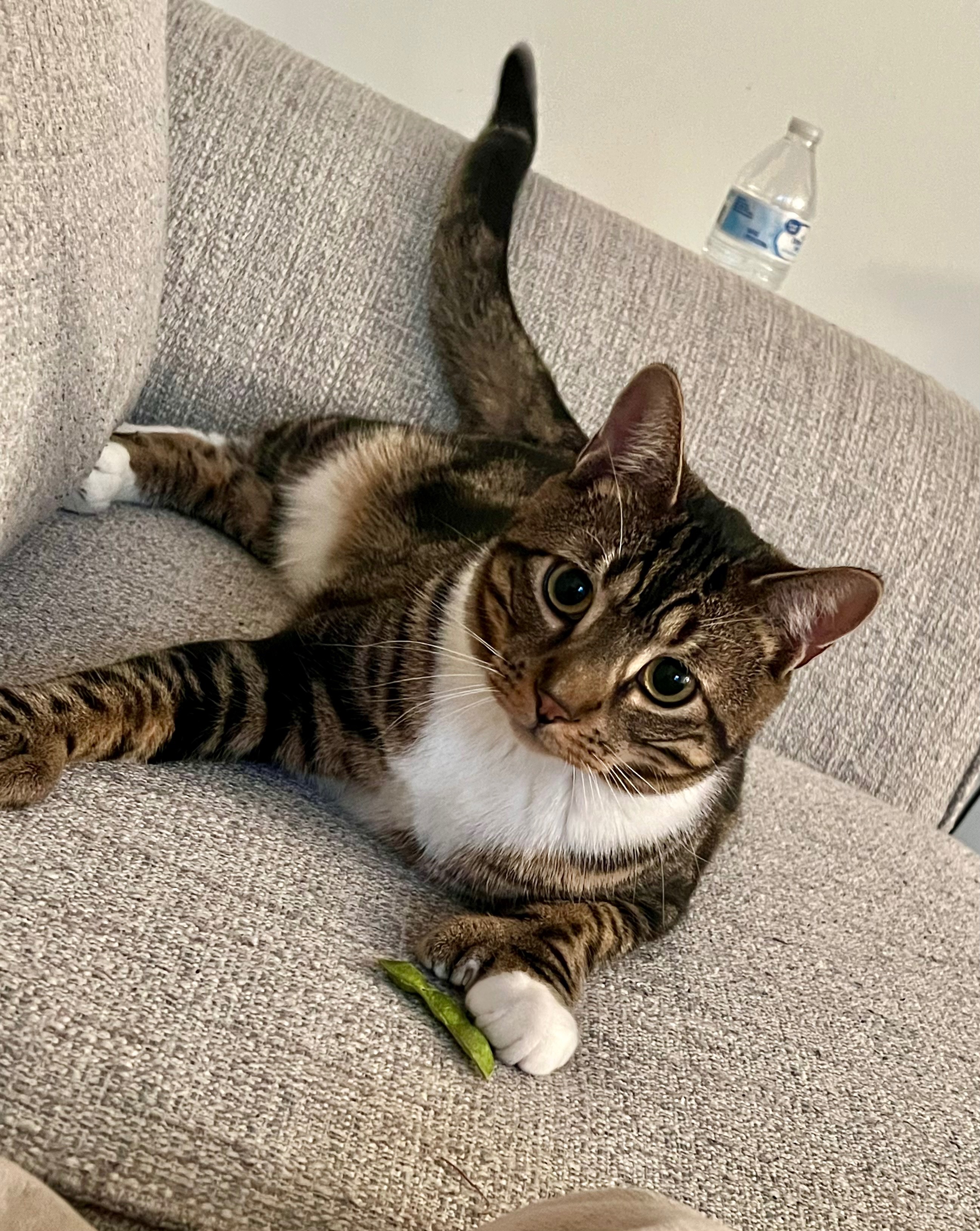 Help Benny Heal: Surgery for Our Beloved Cat campaign photo, 2 of 6