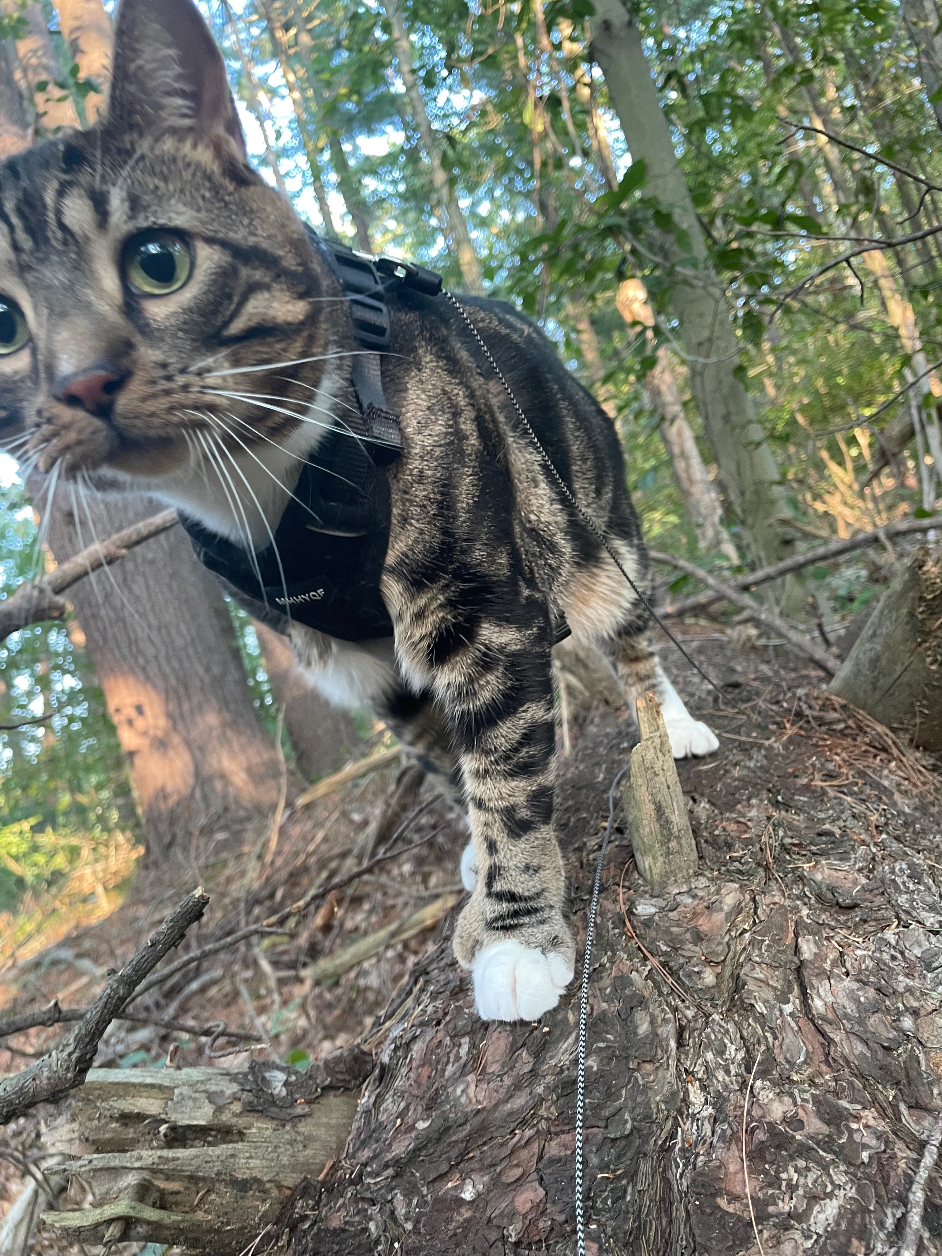 Help Benny Heal: Surgery for Our Beloved Cat campaign photo, 4 of 6