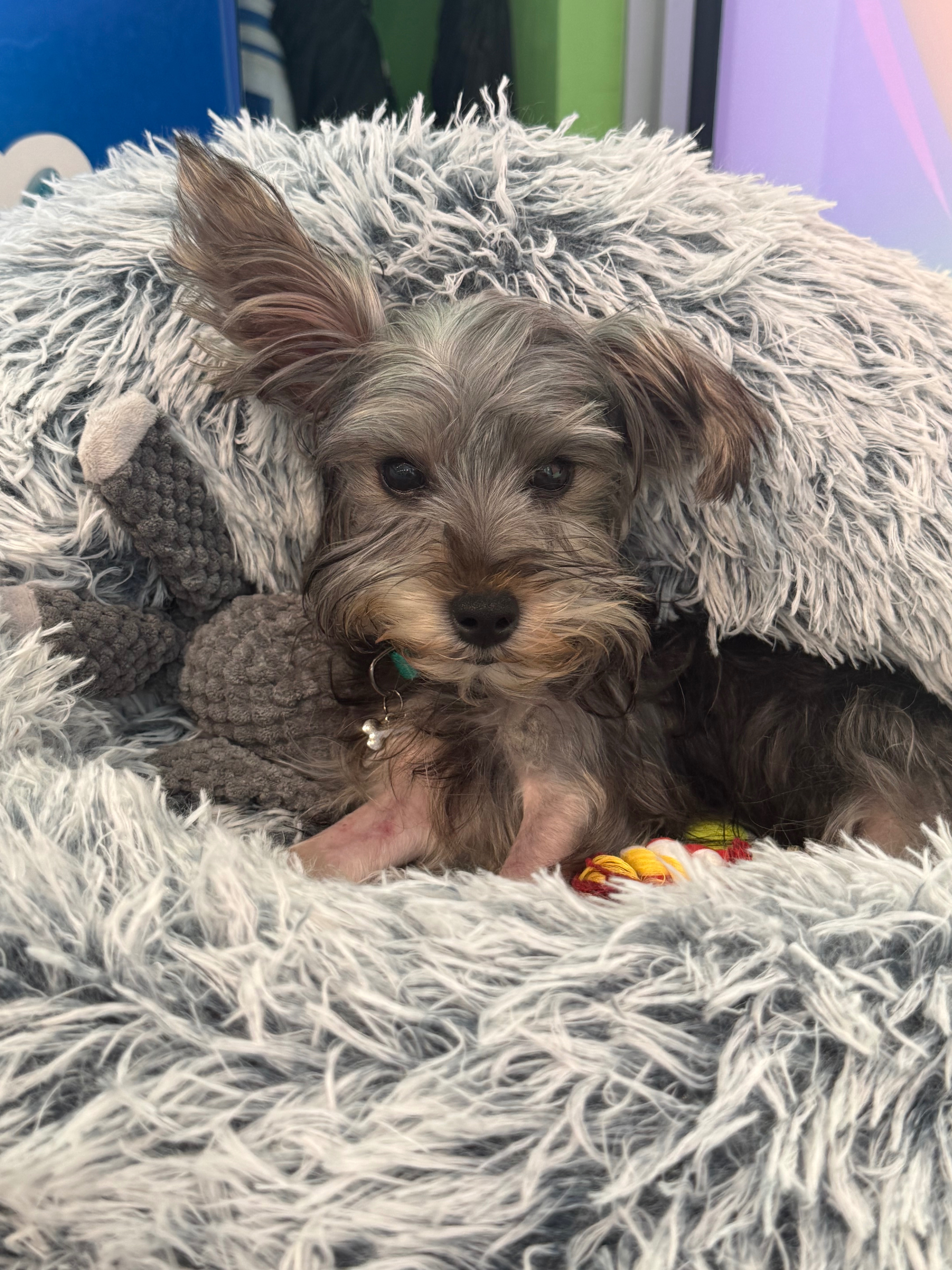 Ease the Burden for Riley’s Grieving Family campaign photo, 4 of 6