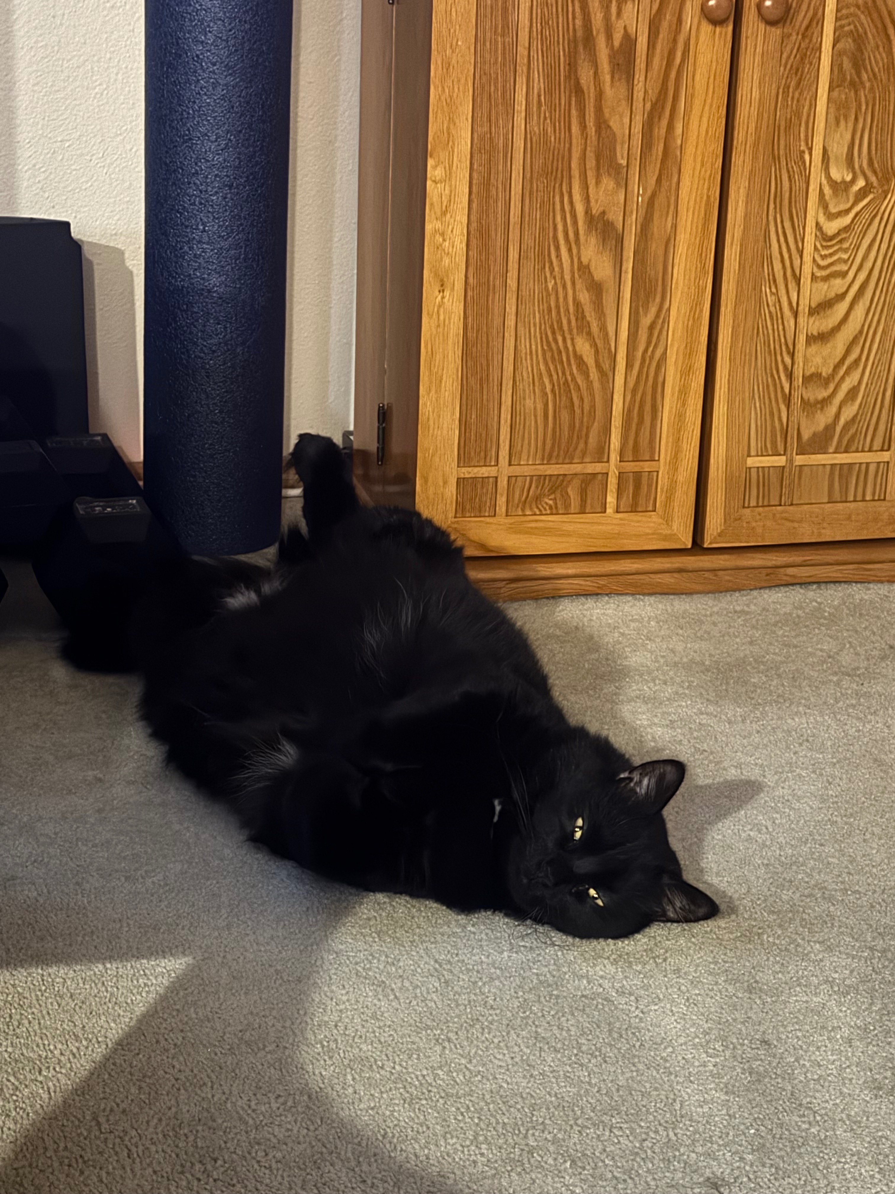 Support Mr. Edgeworth's Urgent Vet Care campaign photo, 6 of 7