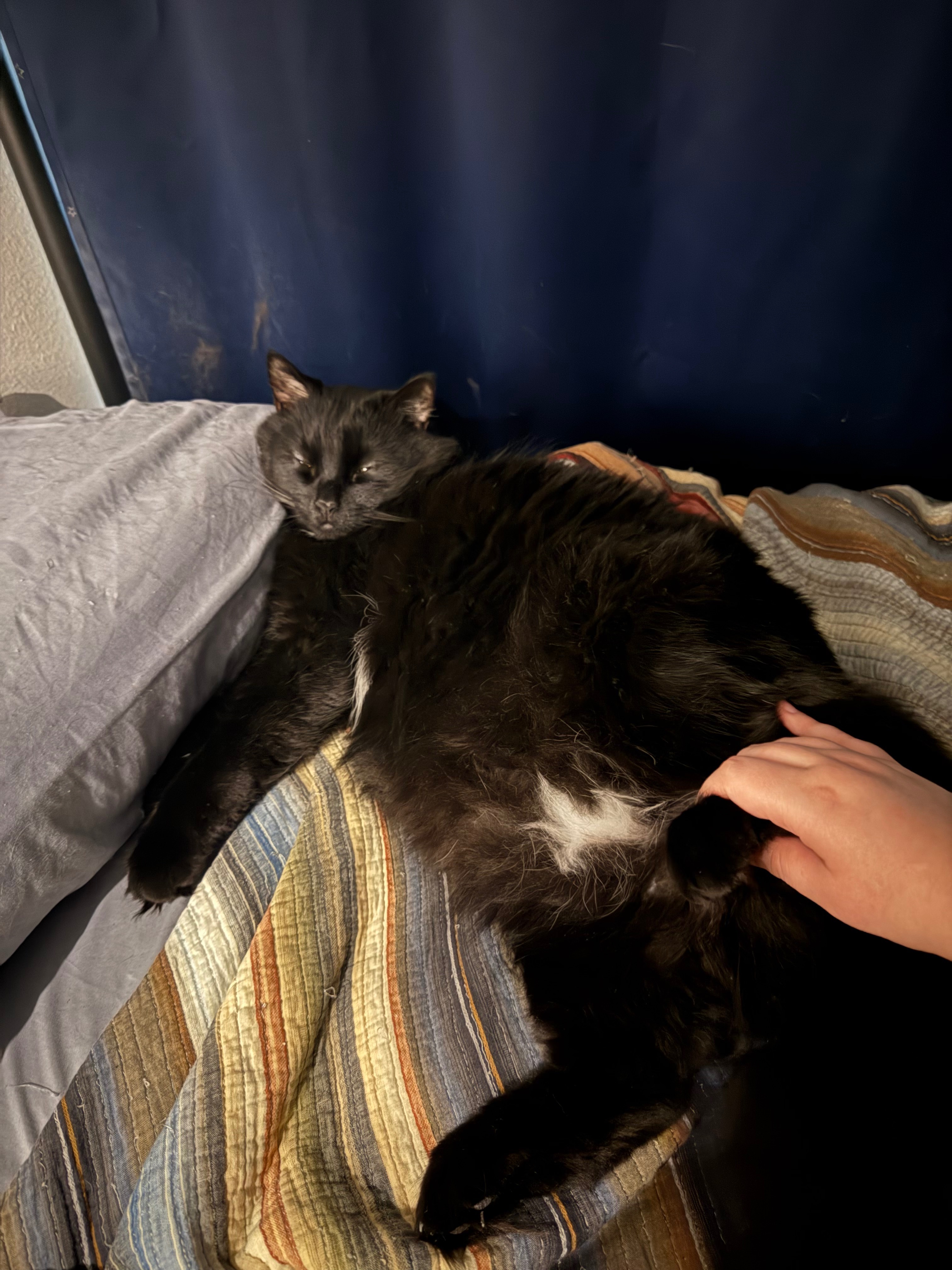 Support Mr. Edgeworth's Urgent Vet Care campaign photo, 5 of 7