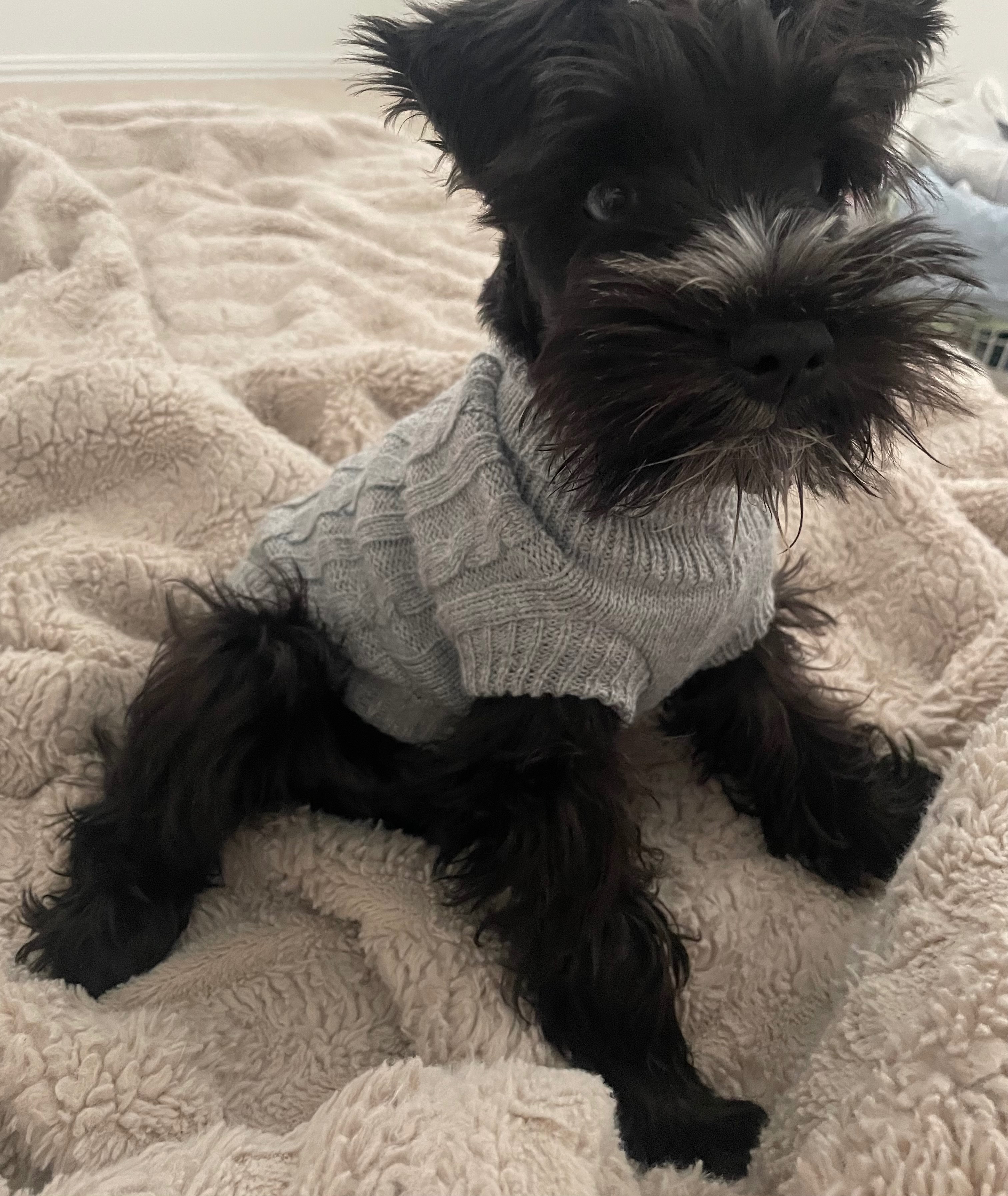 Help Tux Get Life-Saving Surgery campaign photo, 2 of 7