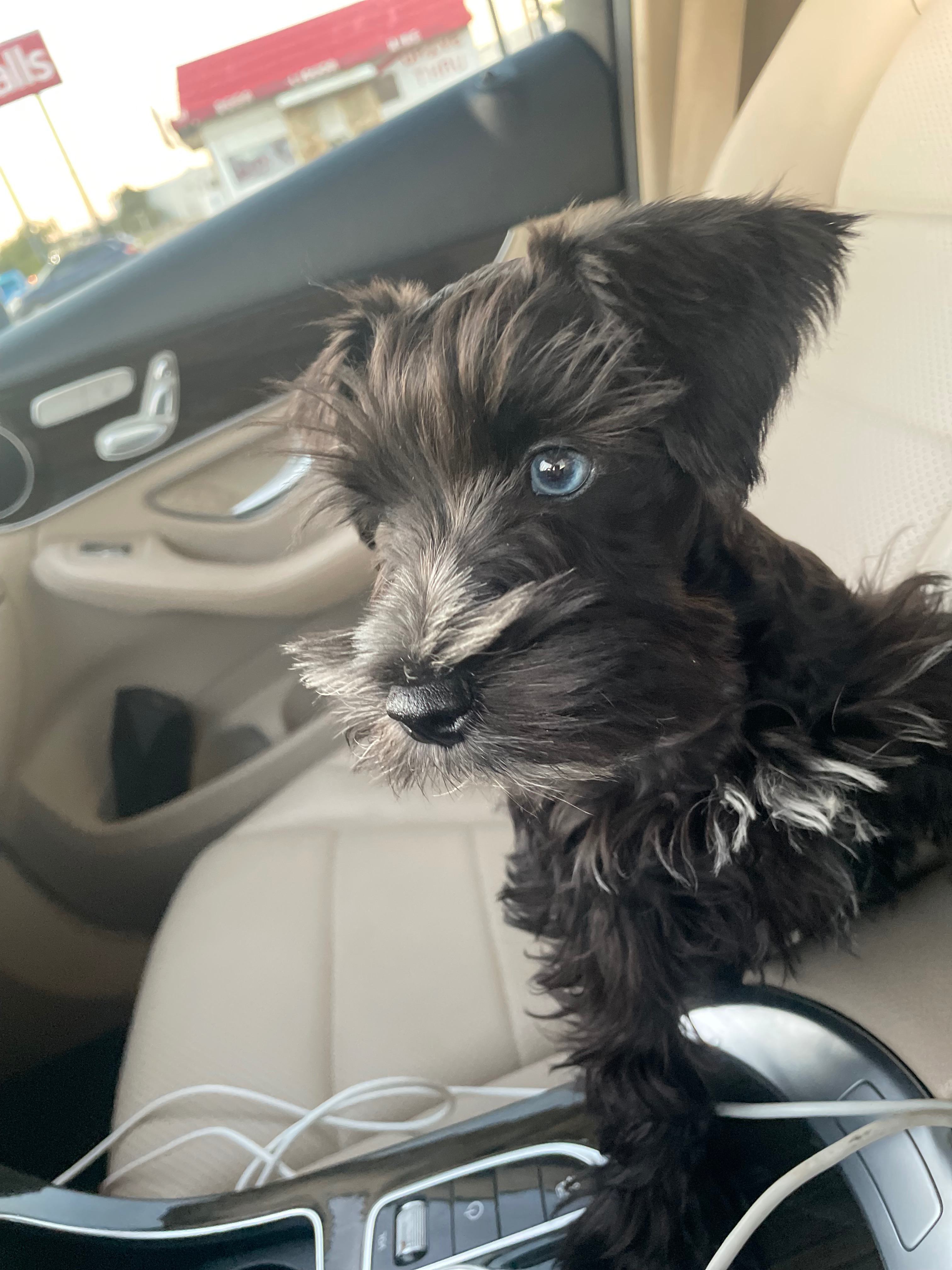 Help Tux Get Life-Saving Surgery campaign photo, 4 of 7