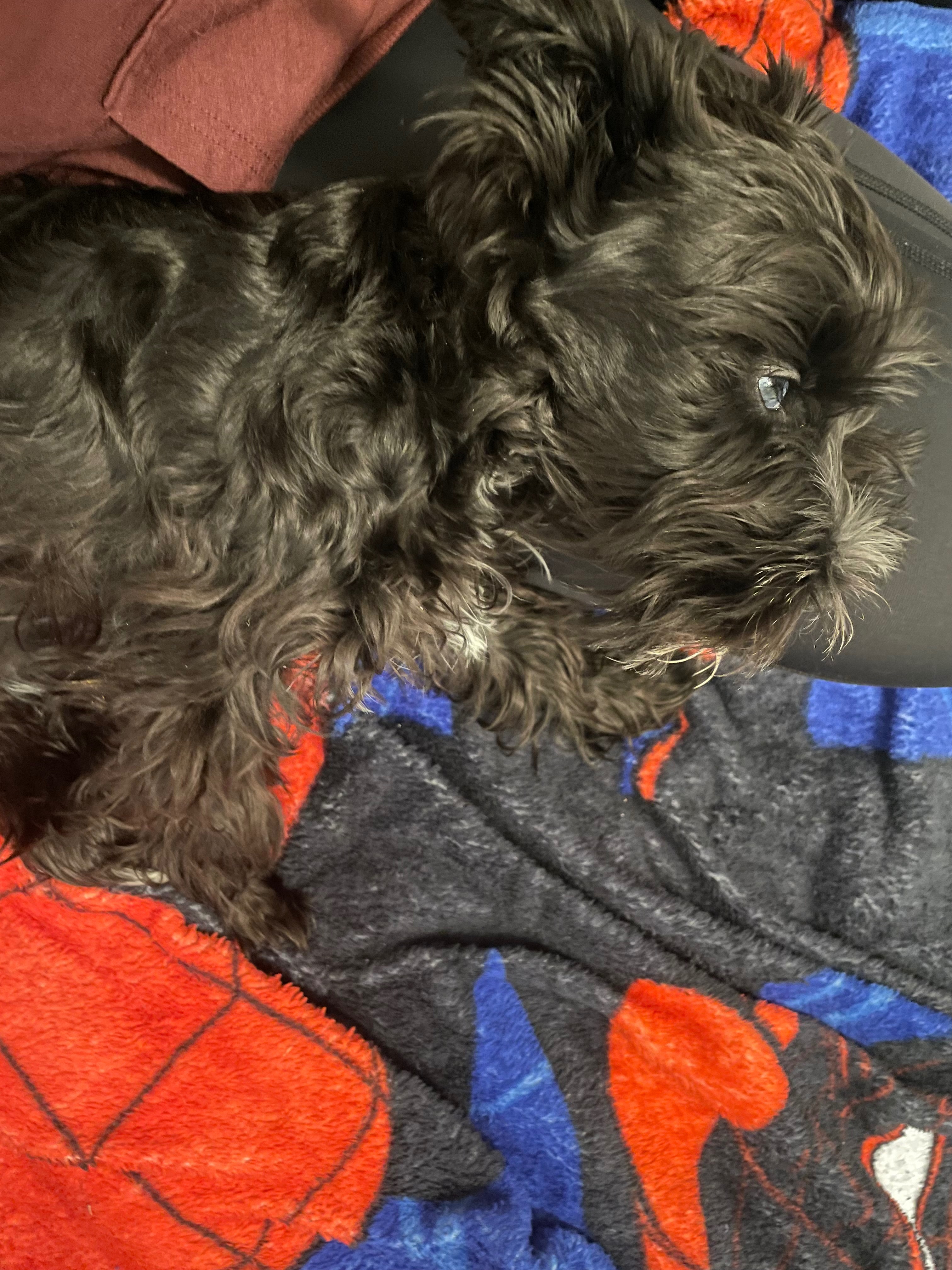 Help Tux Get Life-Saving Surgery campaign photo, 5 of 7