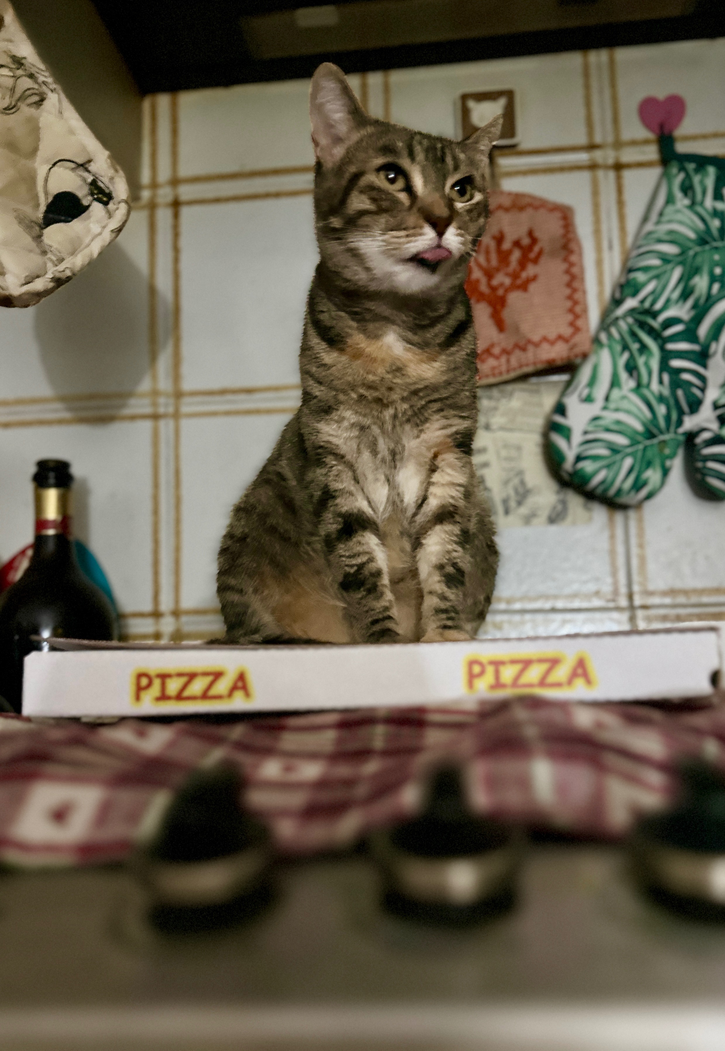 Una zampa per me e la mia famiglia pelosa campaign photo, 5 of 6