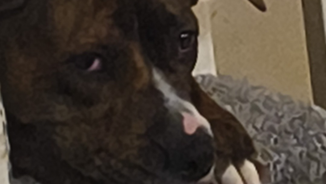 Ayuda para pagar veterinario de emergencia para puti