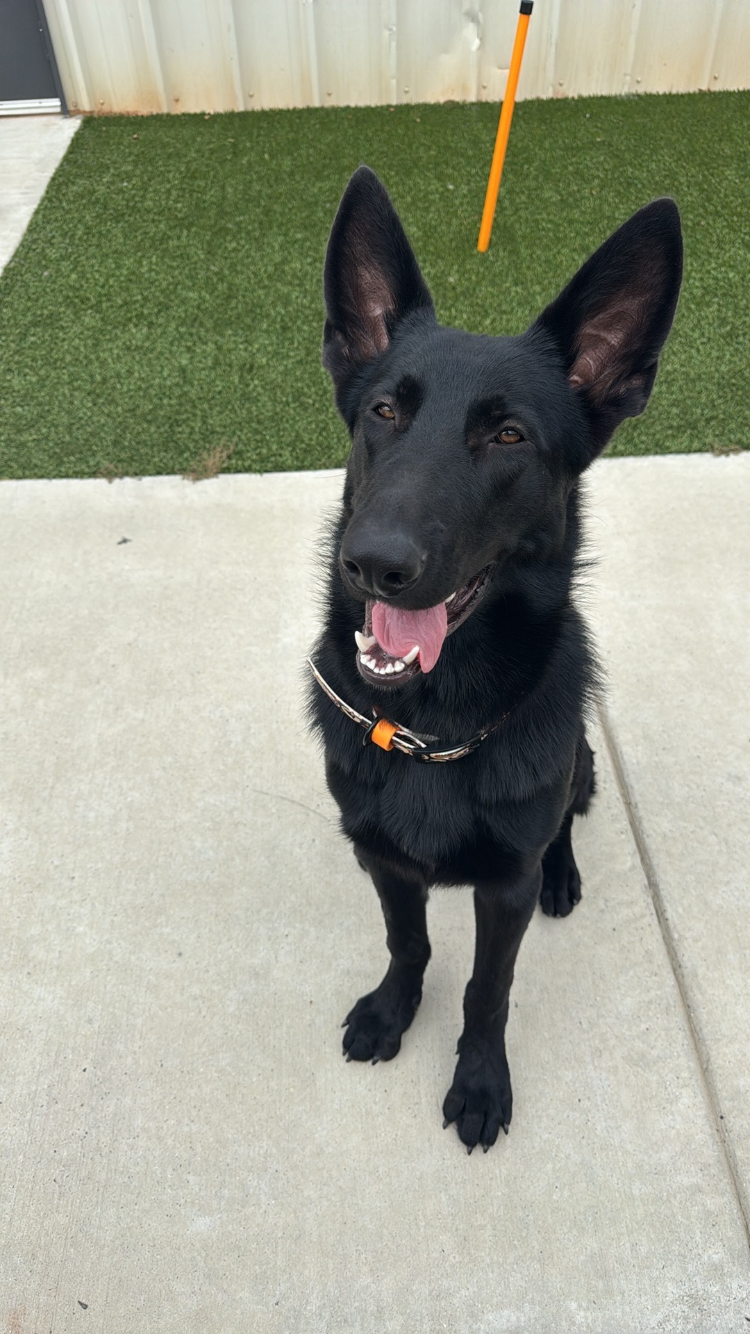 Help Clu Heal: Support His Surgery campaign photo, 5 of 6