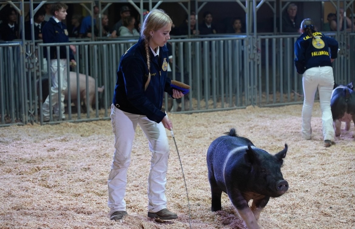 Support Madison's FFA Pig Project campaign photo, 2 of 4