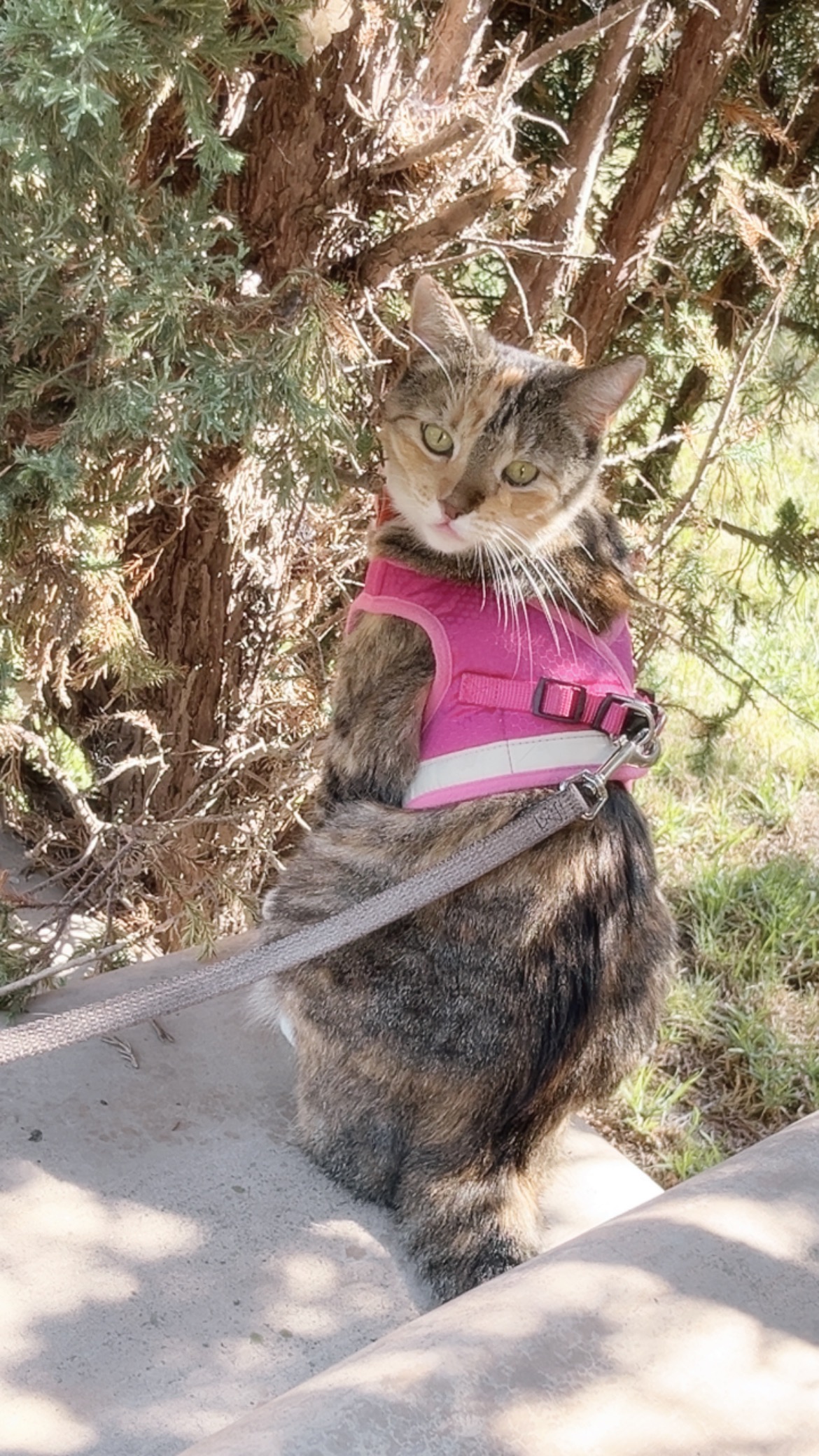 Help Fund Ziggy’s Medical Care campaign photo, 7 of 8