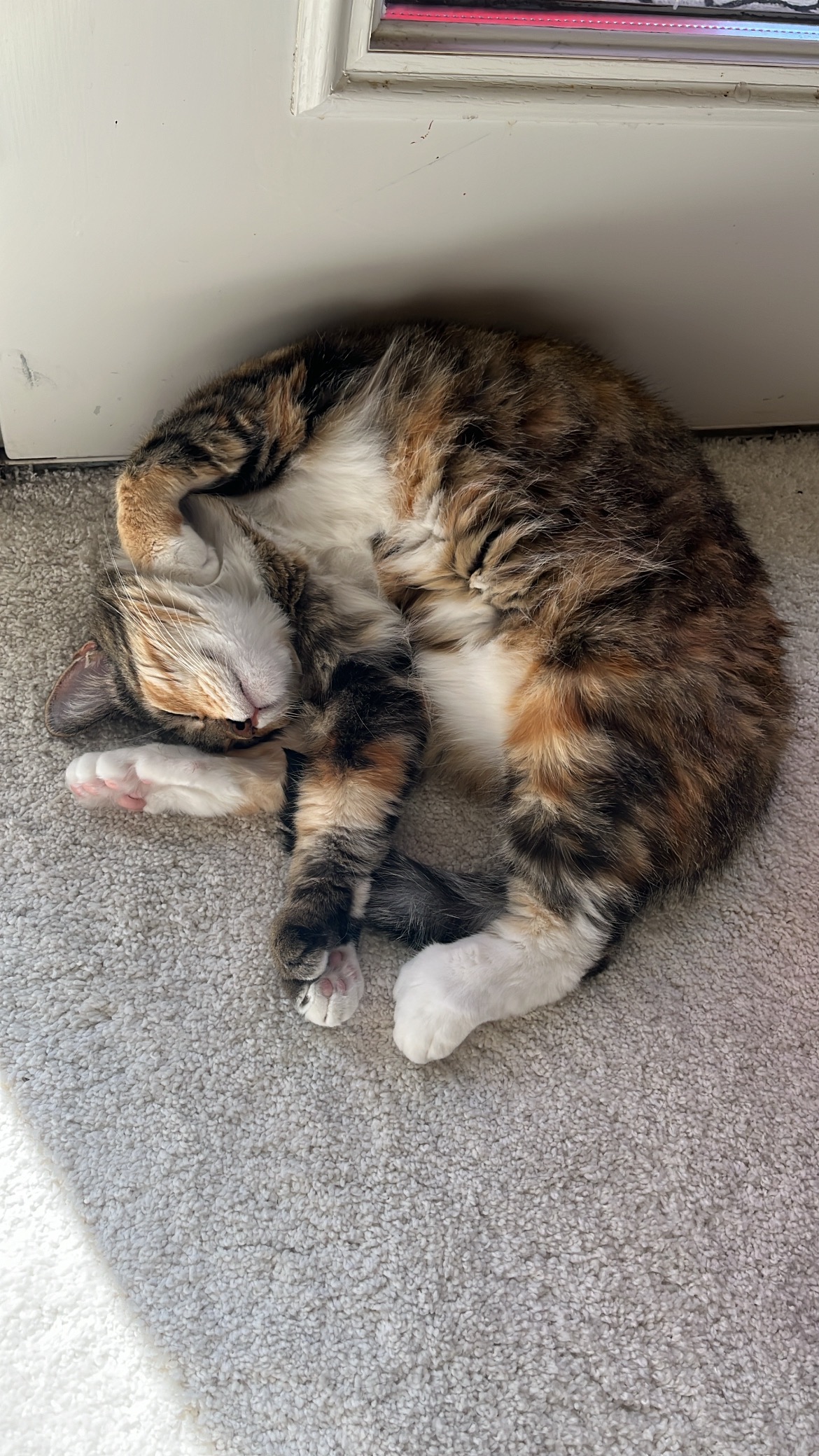 Help Fund Ziggy’s Medical Care campaign photo, 2 of 8