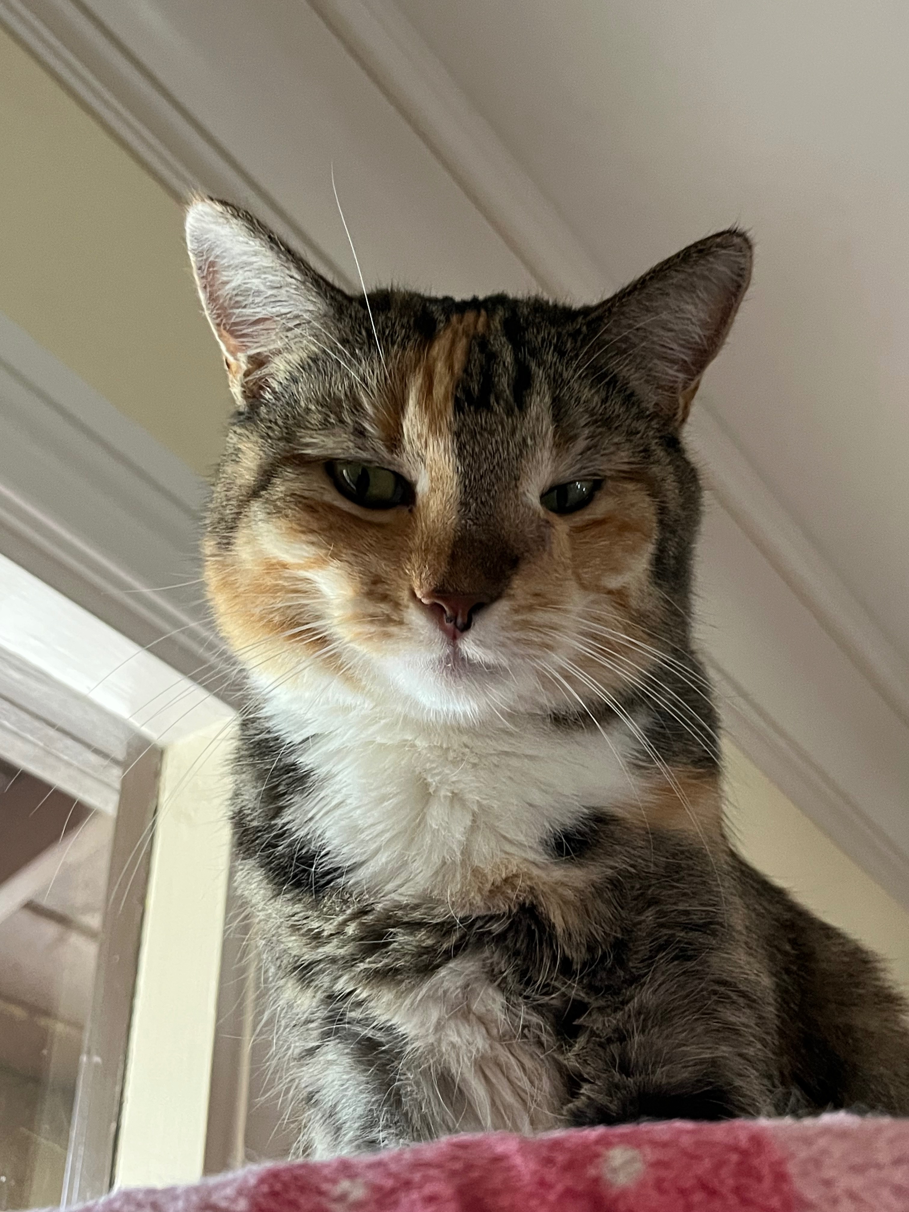 Help Fund Ziggy’s Medical Care campaign photo, 4 of 8