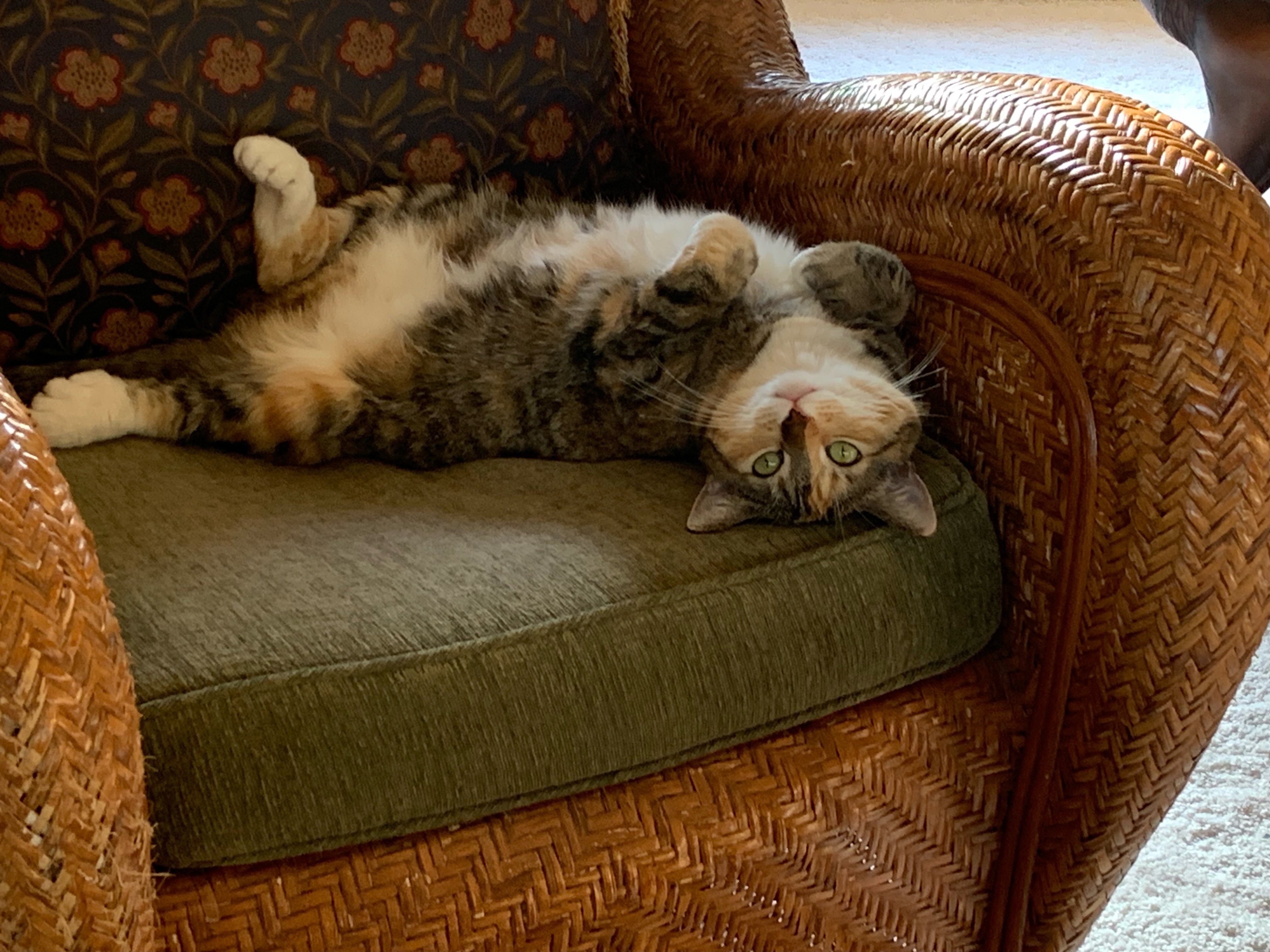 Help Fund Ziggy’s Medical Care campaign photo, 5 of 8
