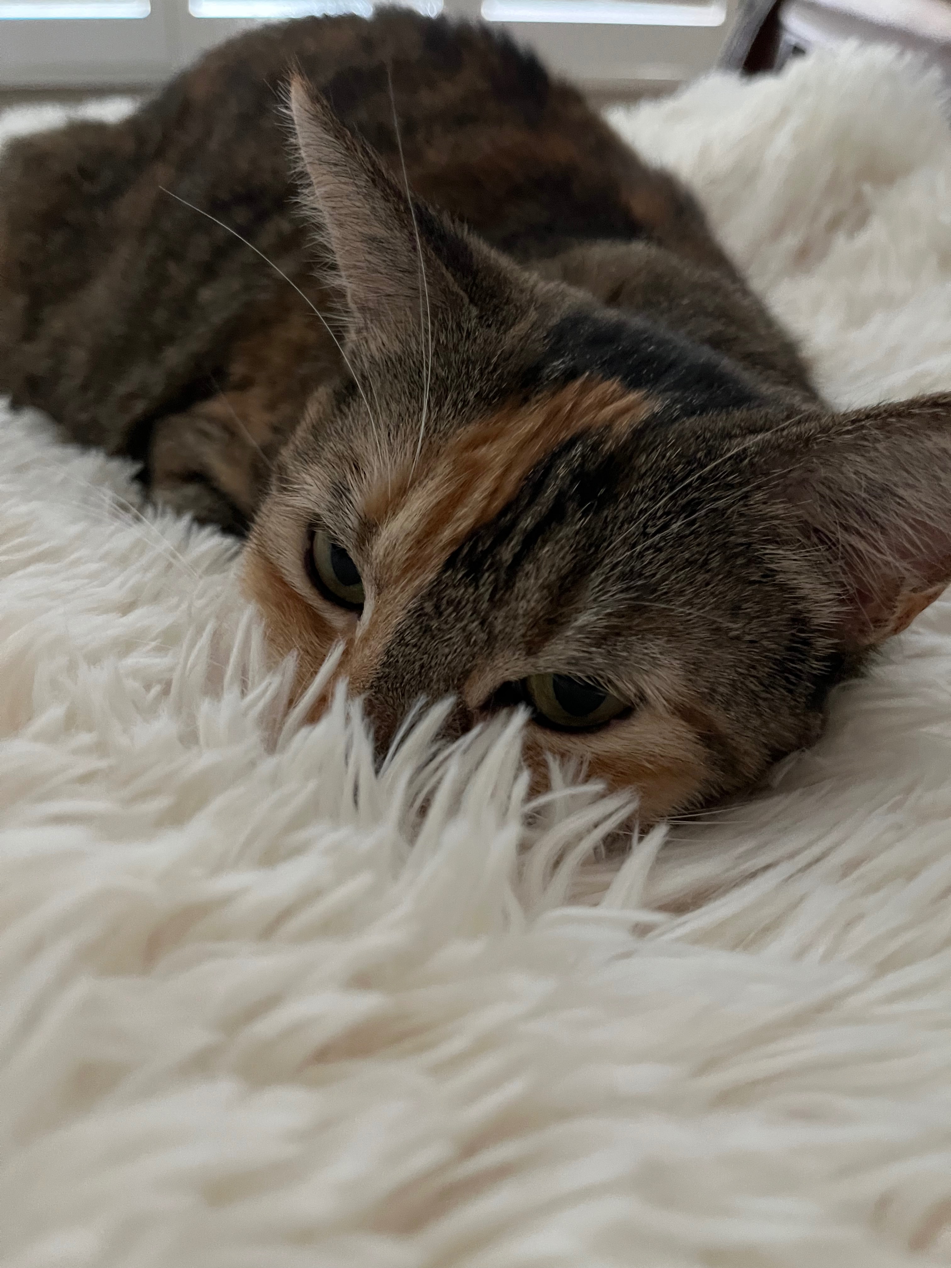 Help Fund Ziggy’s Medical Care campaign photo, 6 of 8