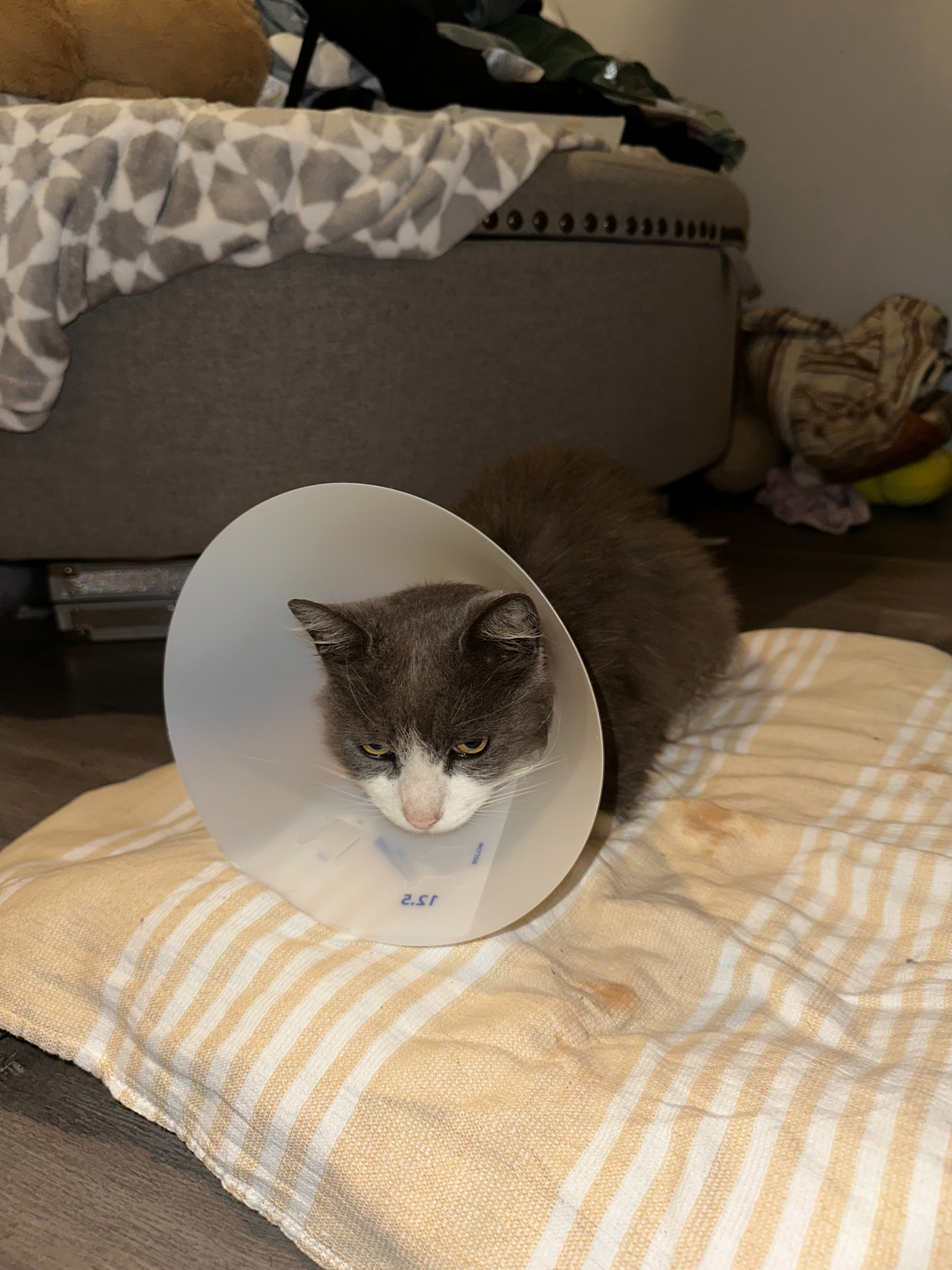 Help Save Blueberry: Emergency Surgery Needed campaign photo, 6 of 7