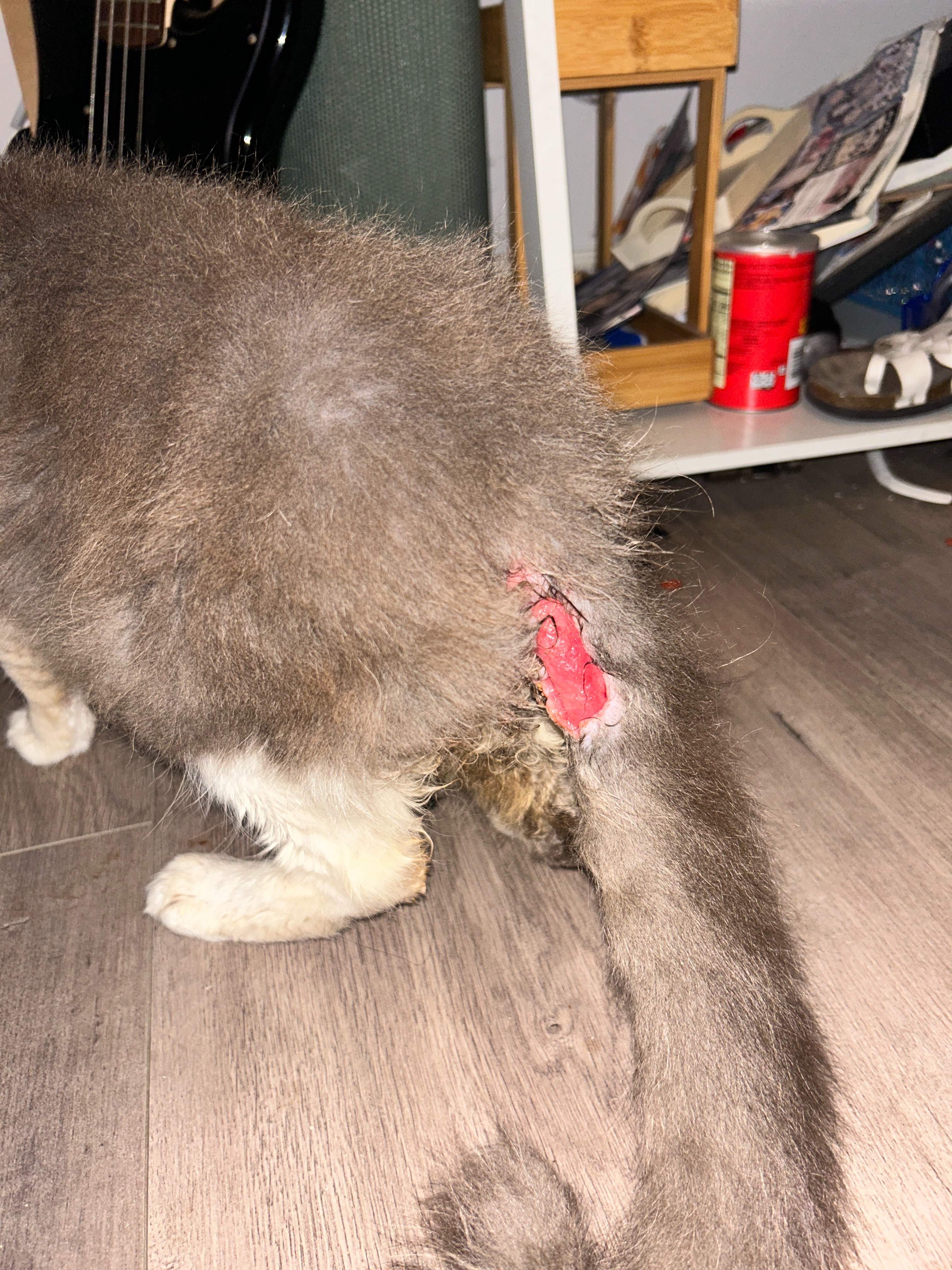 Help Save Blueberry: Emergency Surgery Needed campaign photo, 4 of 7