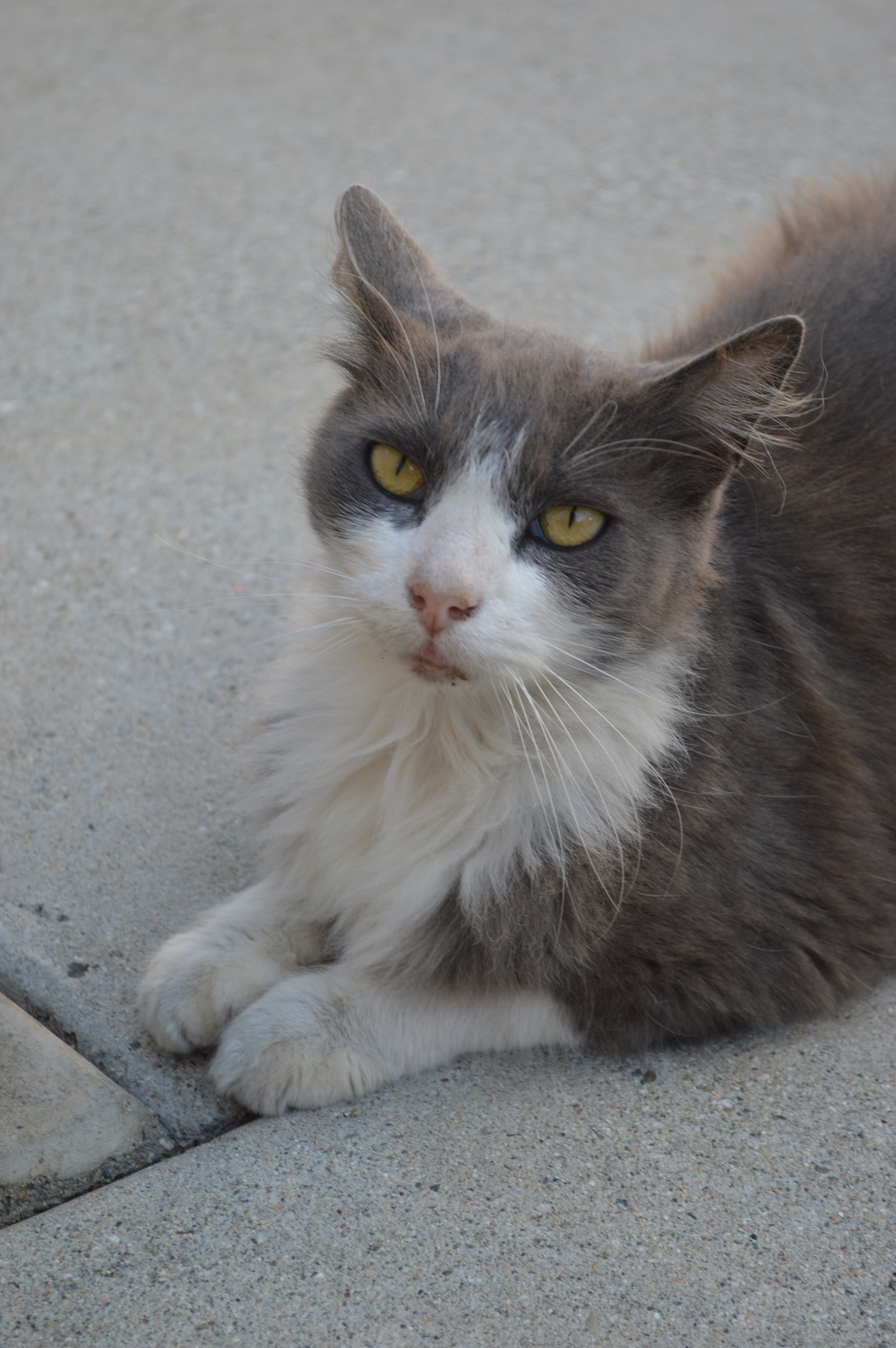 Help Save Blueberry: Emergency Surgery Needed campaign photo, 5 of 7
