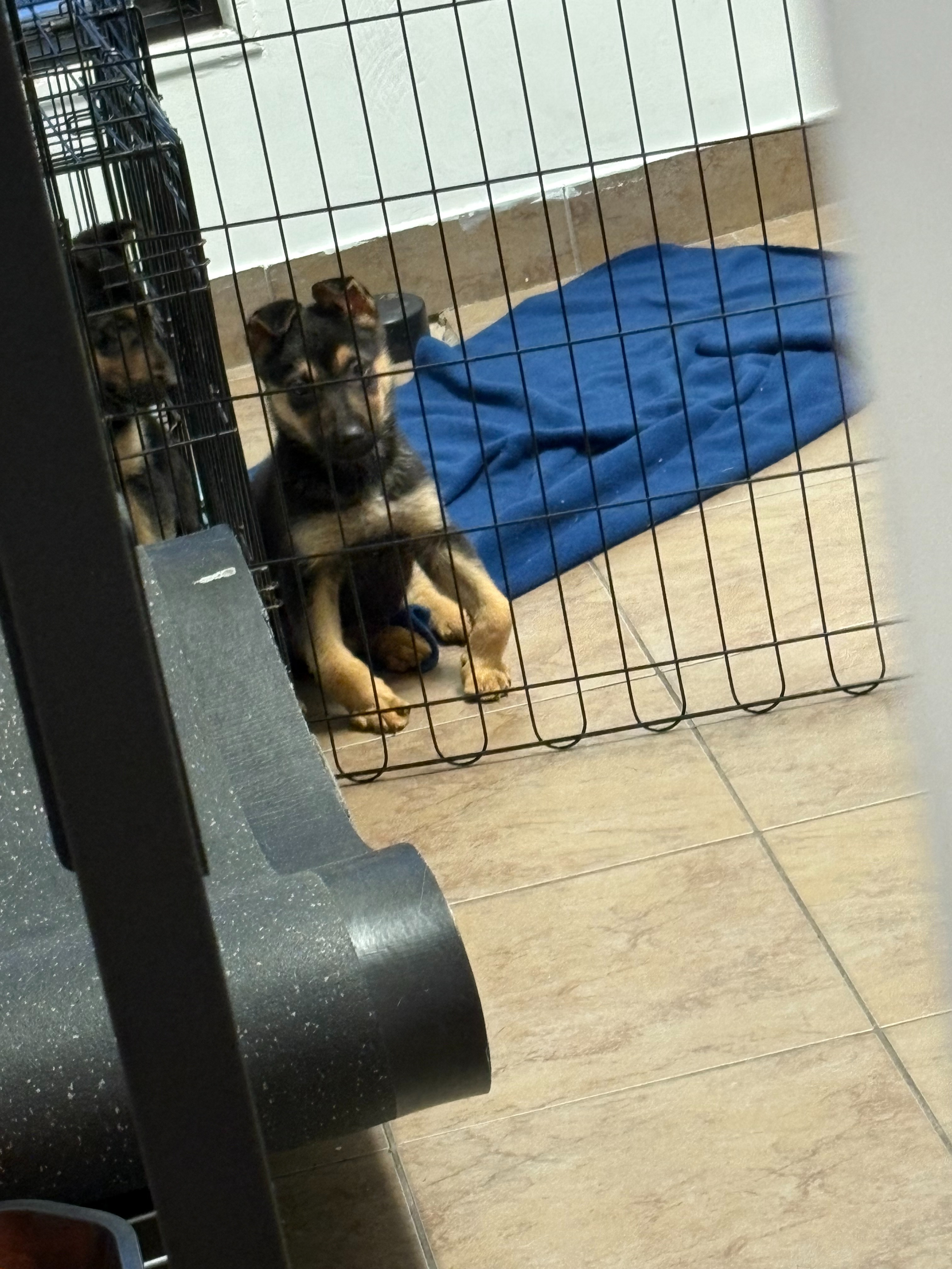 4 chiots abandonnés à Laval - Leur nouveau départ campaign photo, 2 of 4