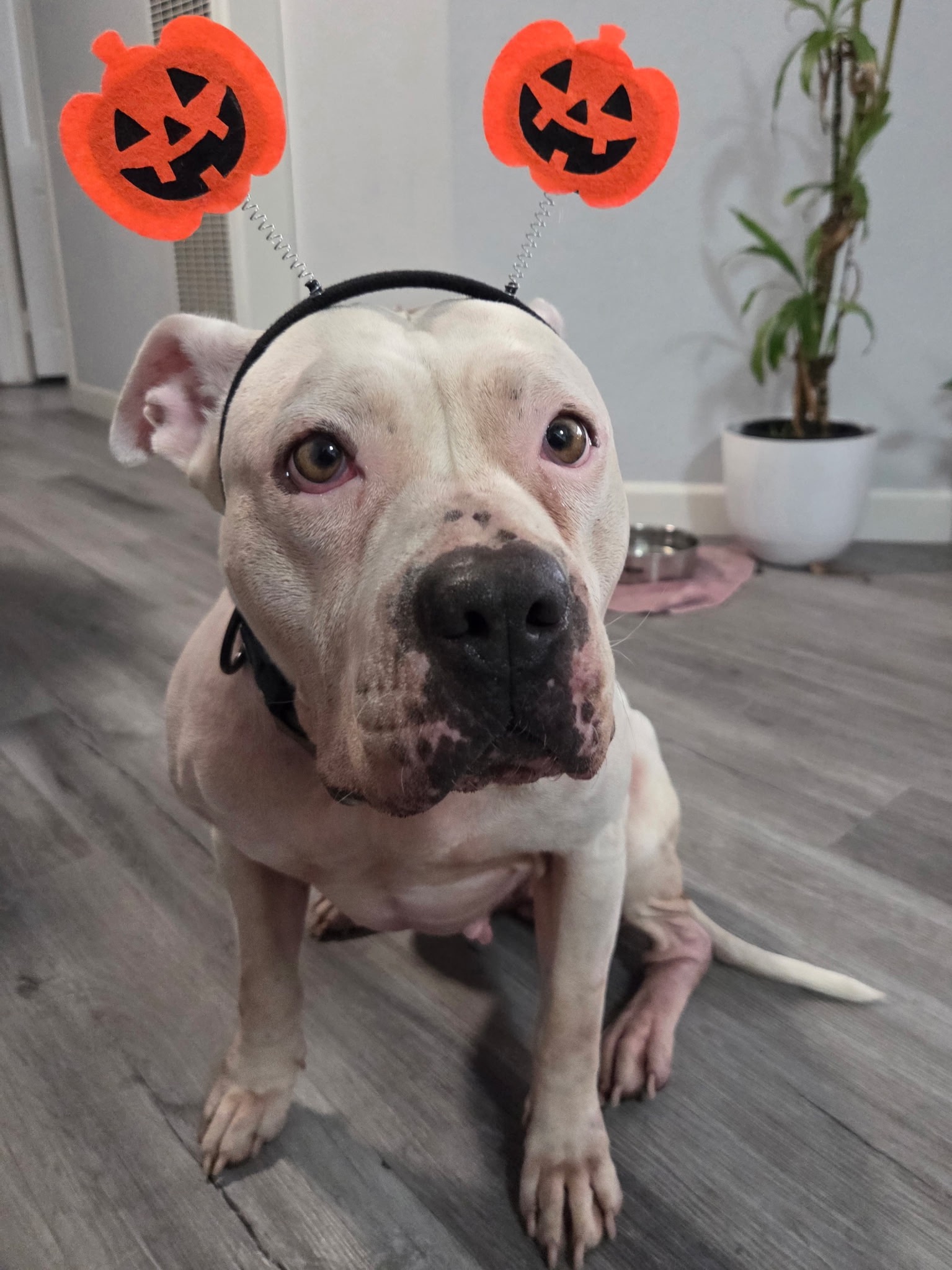 URGENT: DONATE TO KEEP KORRA SAFE campaign photo, 2 of 8
