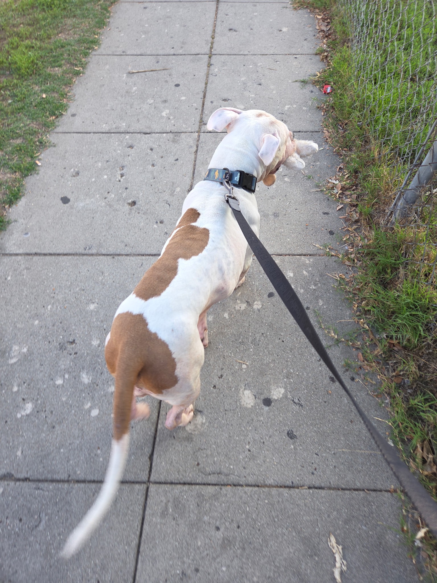 URGENT: DONATE TO KEEP KORRA SAFE campaign photo, 5 of 8