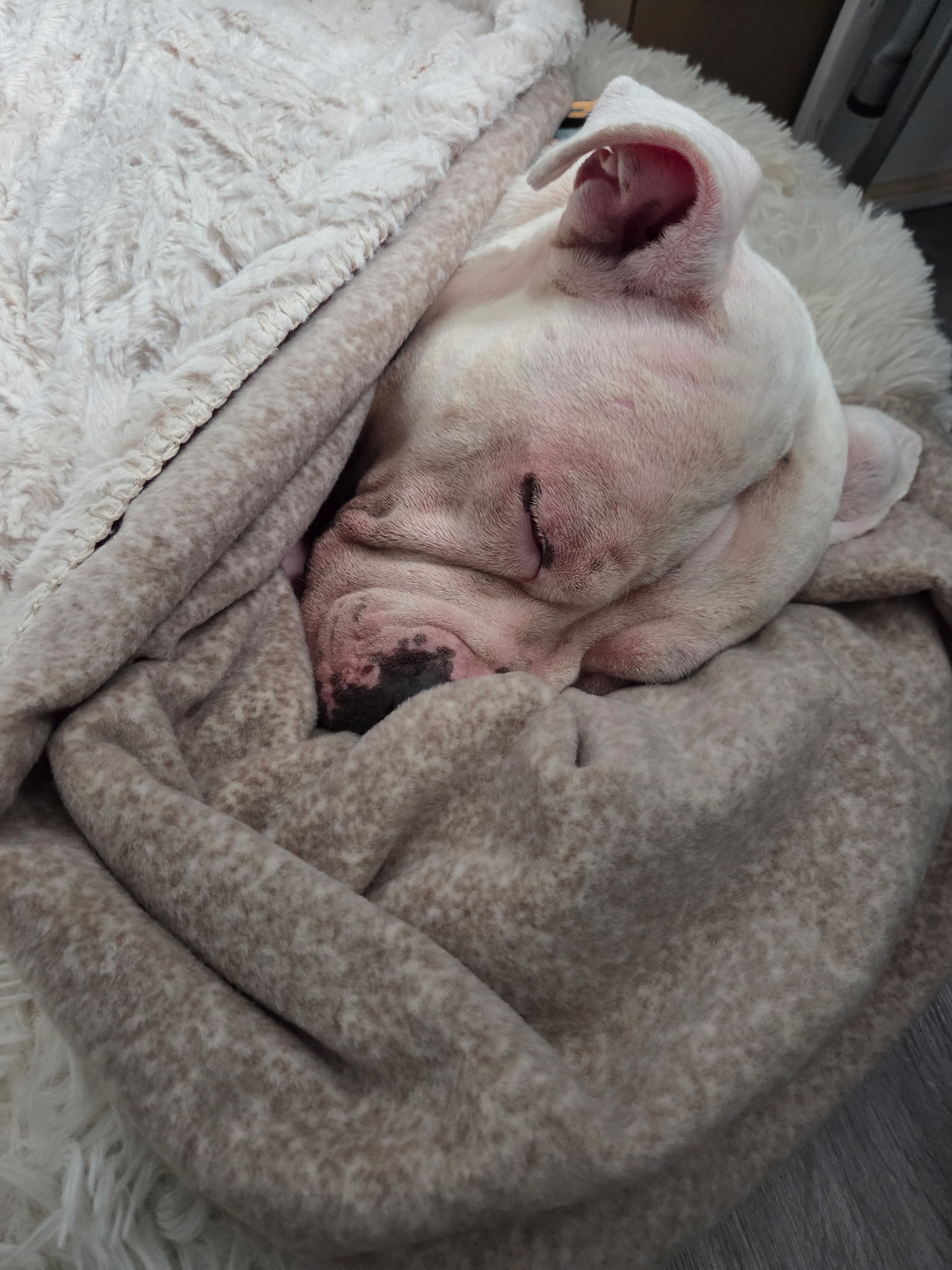 URGENT: DONATE TO KEEP KORRA SAFE campaign photo, 6 of 8