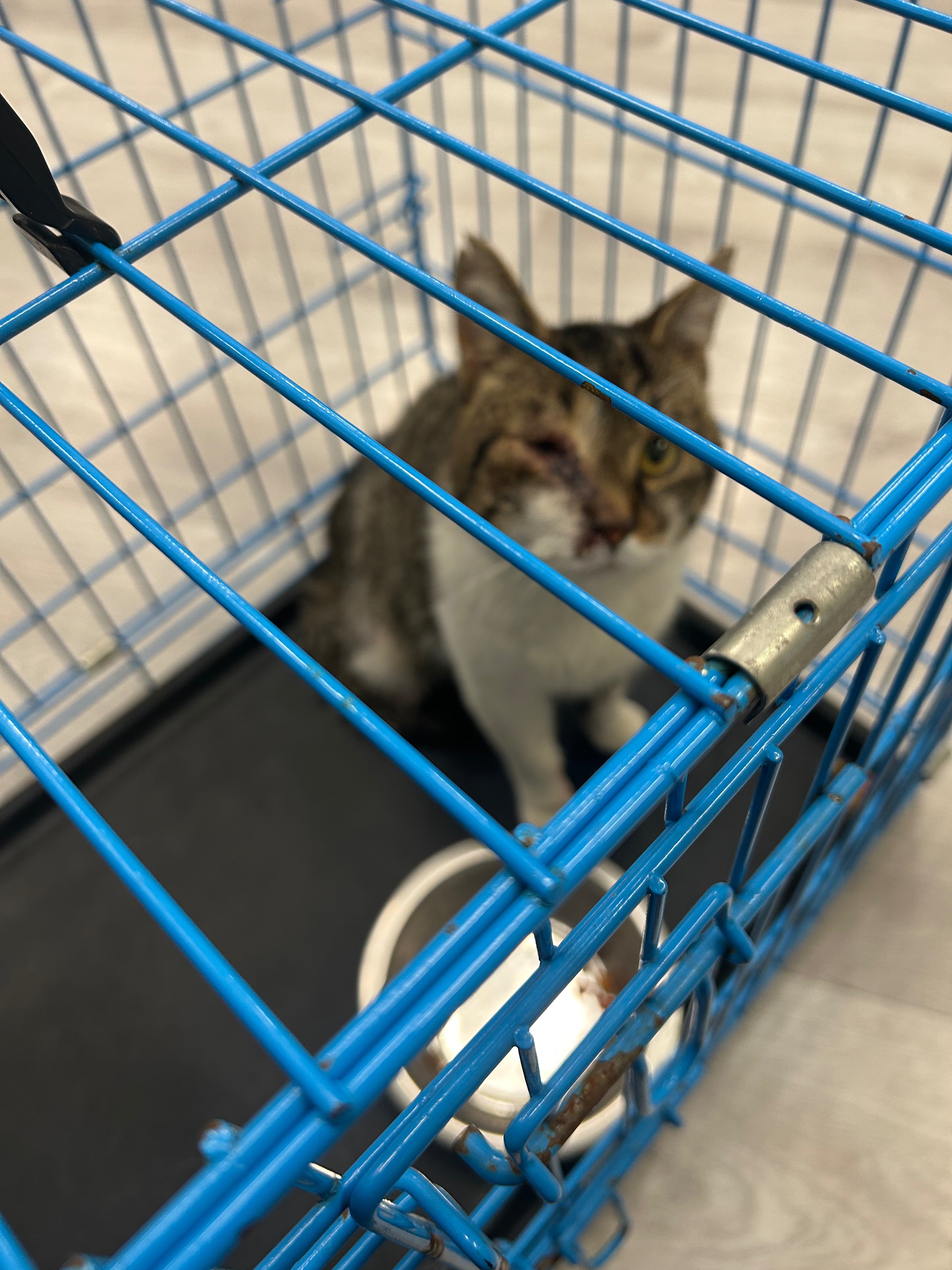 Help Gluttony (a.k.a Fried Rice) Get his Life-Saving Surgery campaign photo, 2 of 7