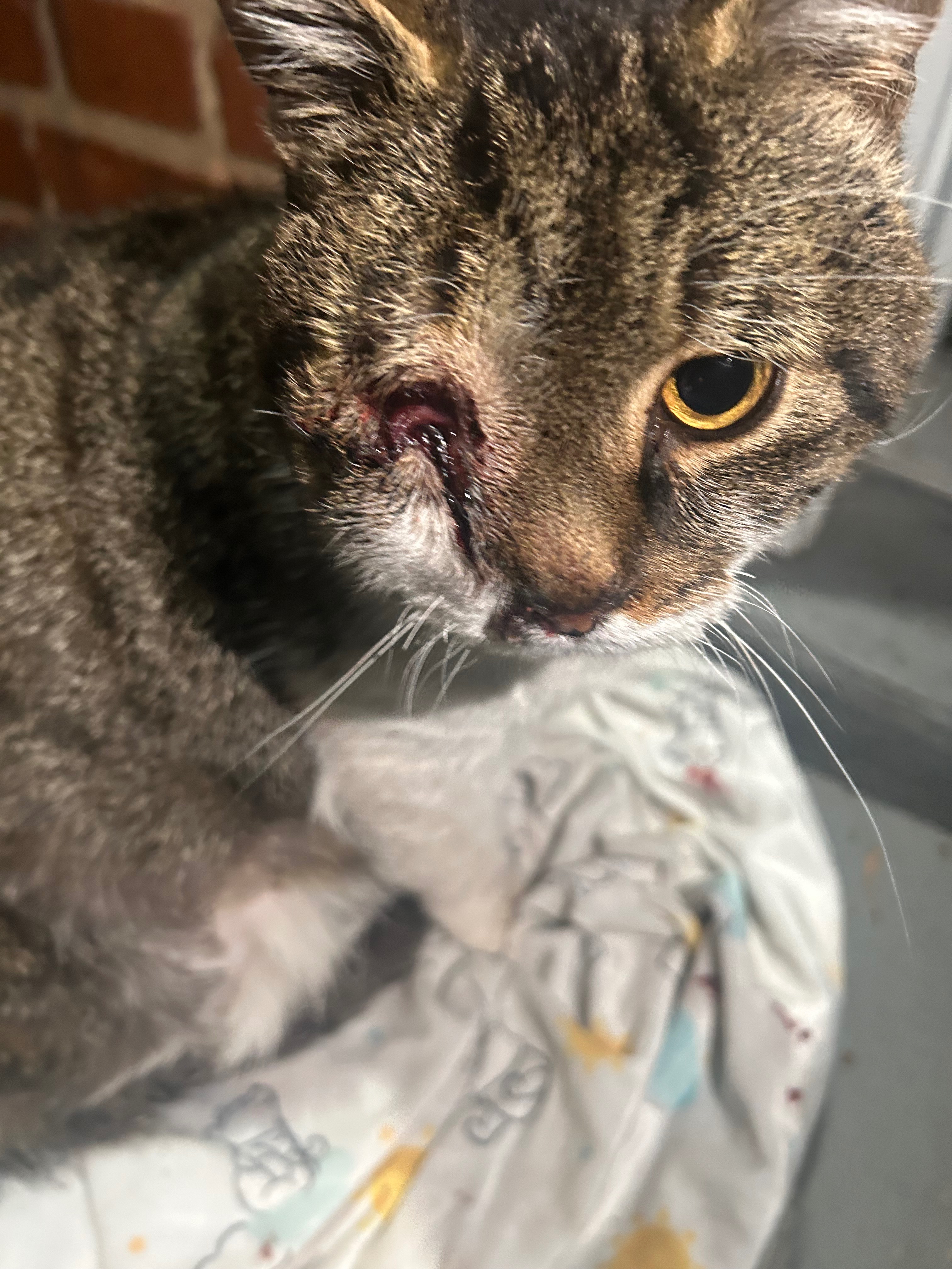 Help Gluttony (a.k.a Fried Rice) Get his Life-Saving Surgery campaign photo, 4 of 7