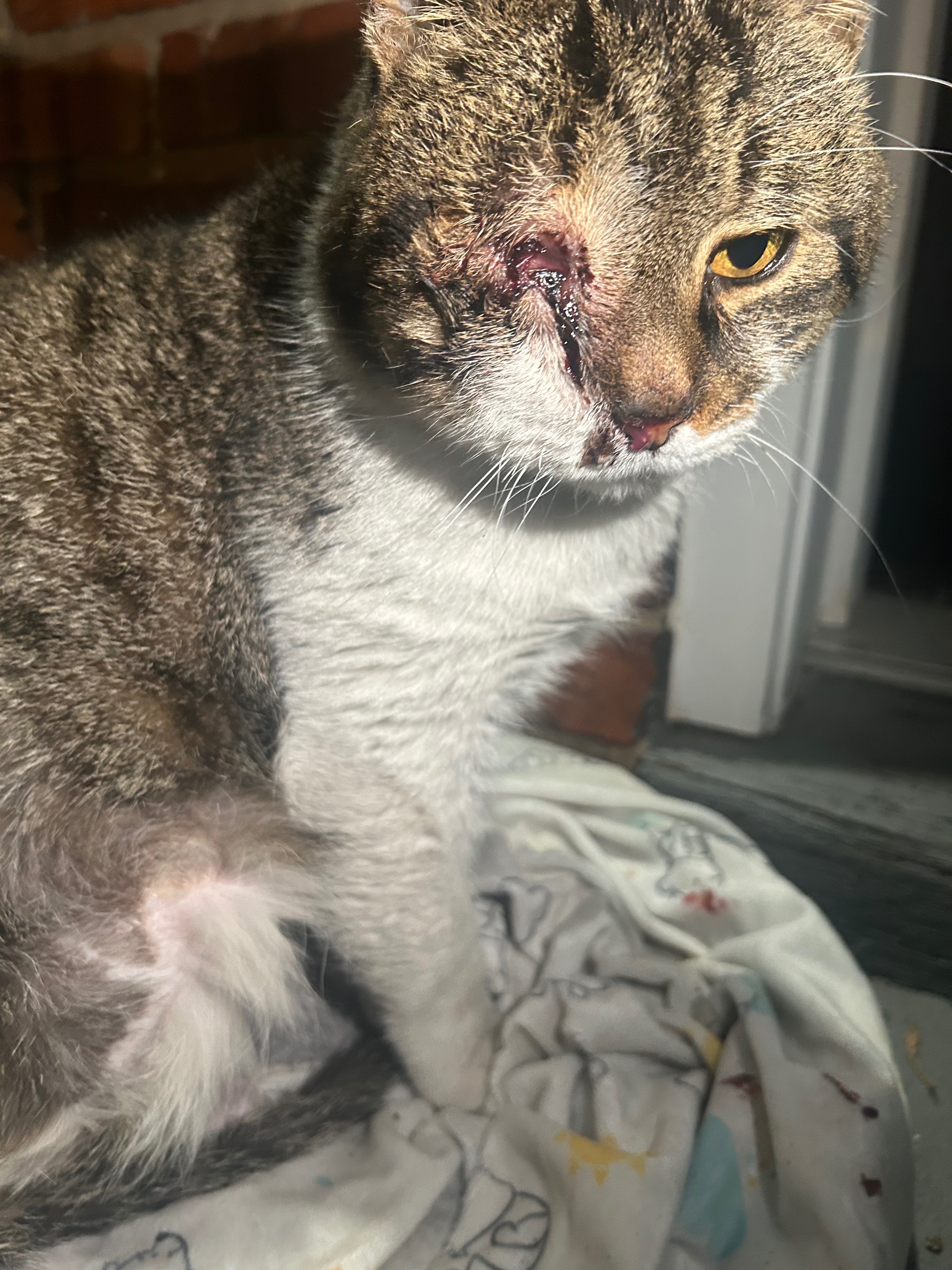 Help Gluttony (a.k.a Fried Rice) Get his Life-Saving Surgery campaign photo, 5 of 7