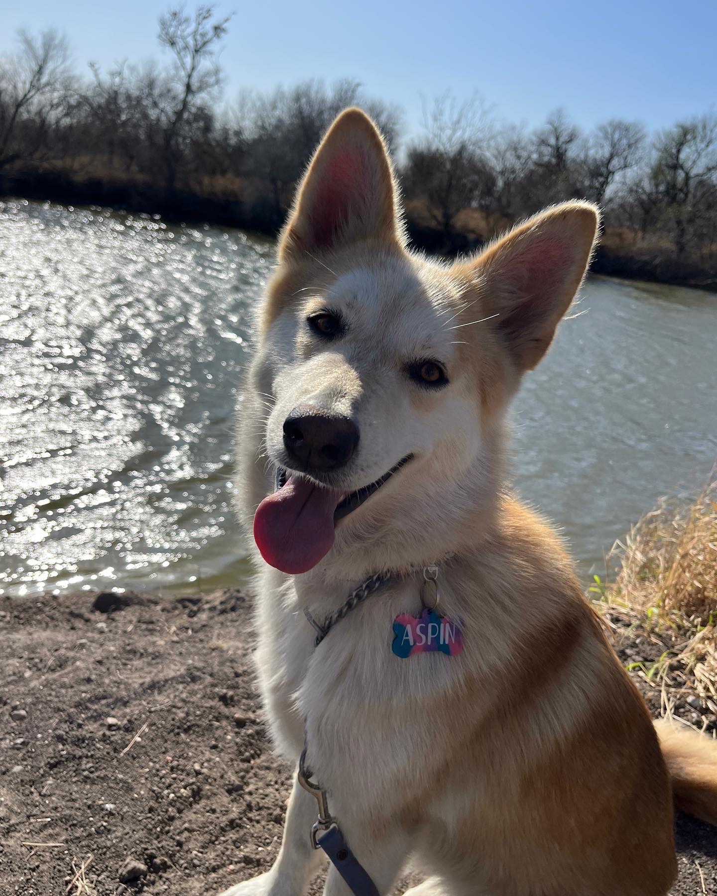 Help Aspin Beat Heartworms campaign photo, 7 of 8