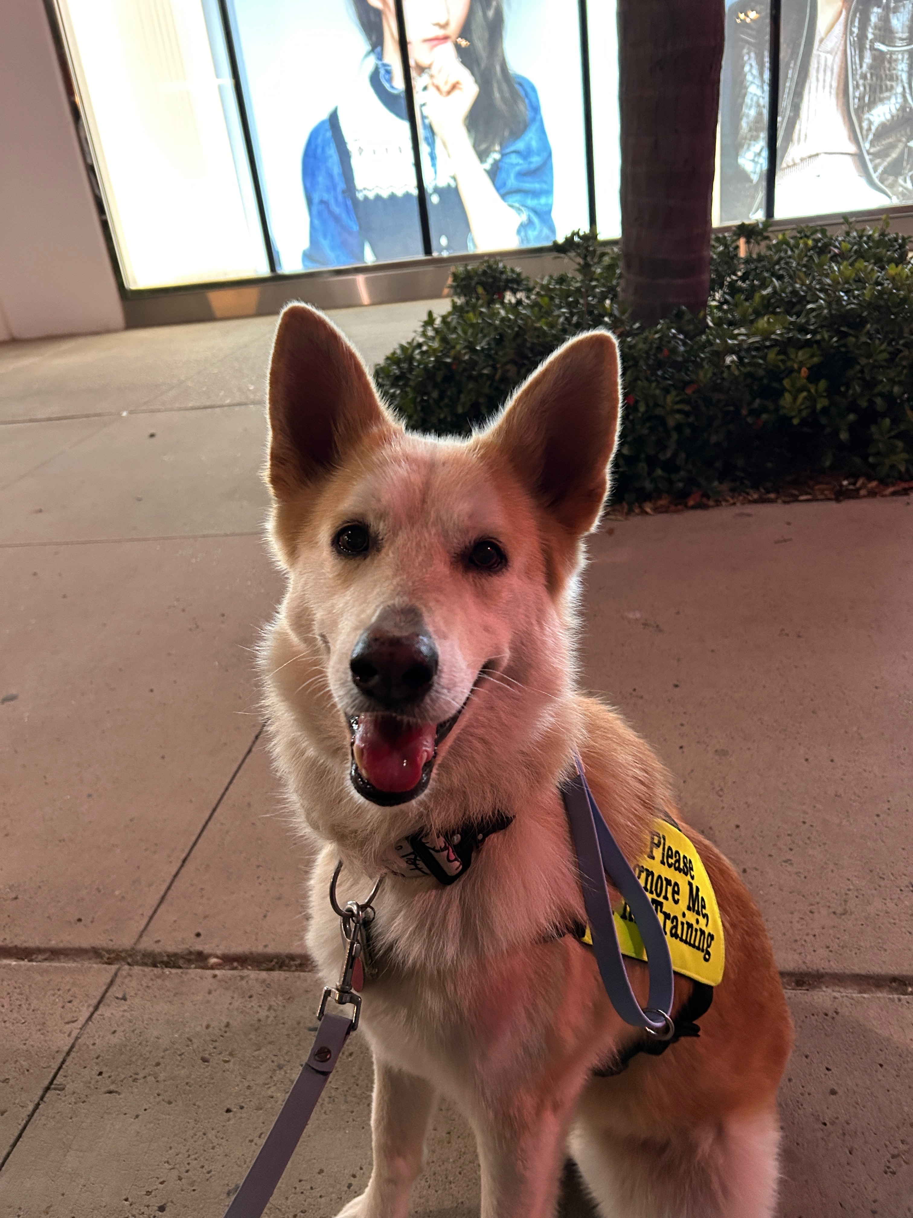 Help Aspin Beat Heartworms campaign photo, 5 of 8