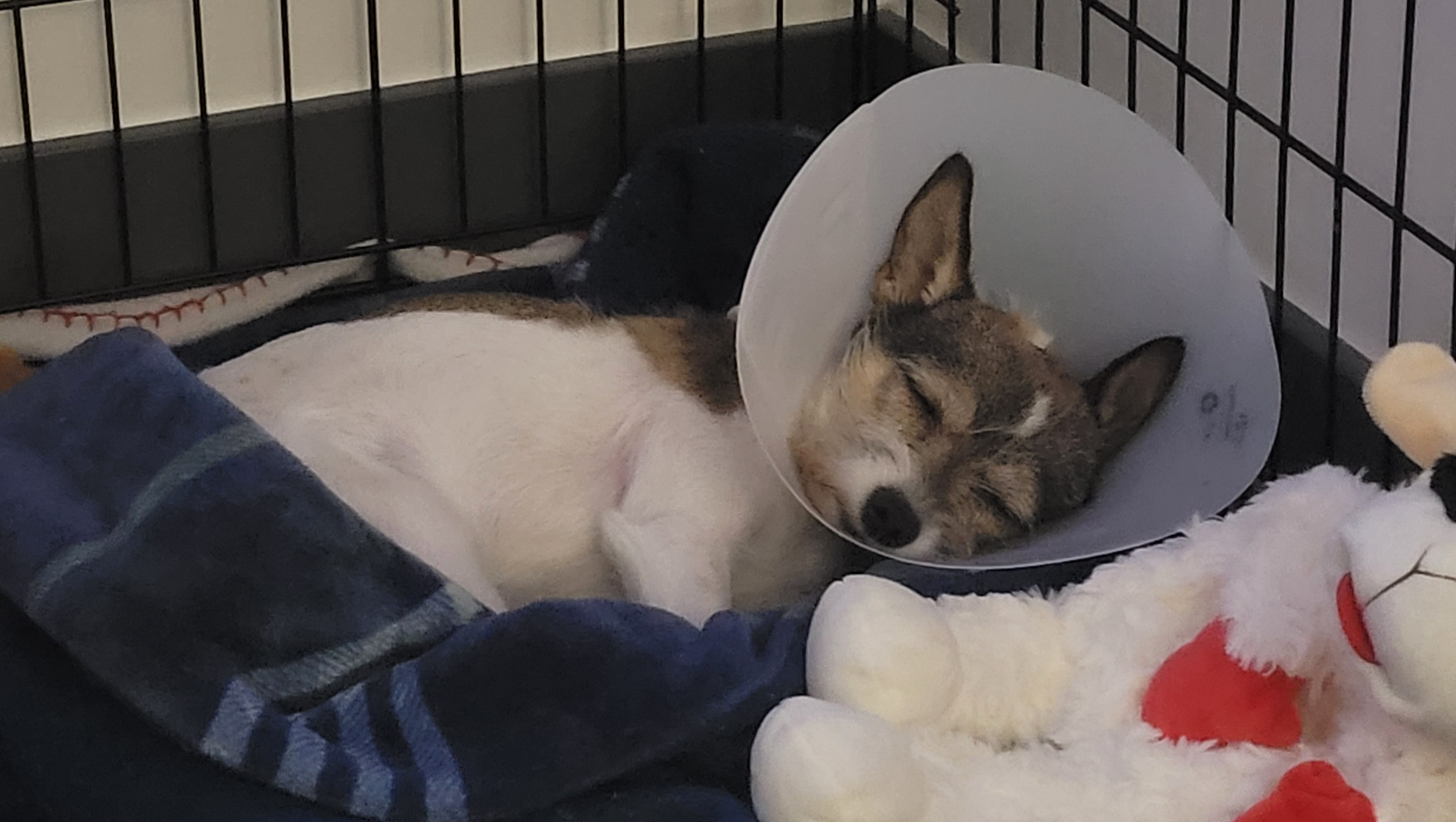 Support Chance Starry's Journey to Stability photo