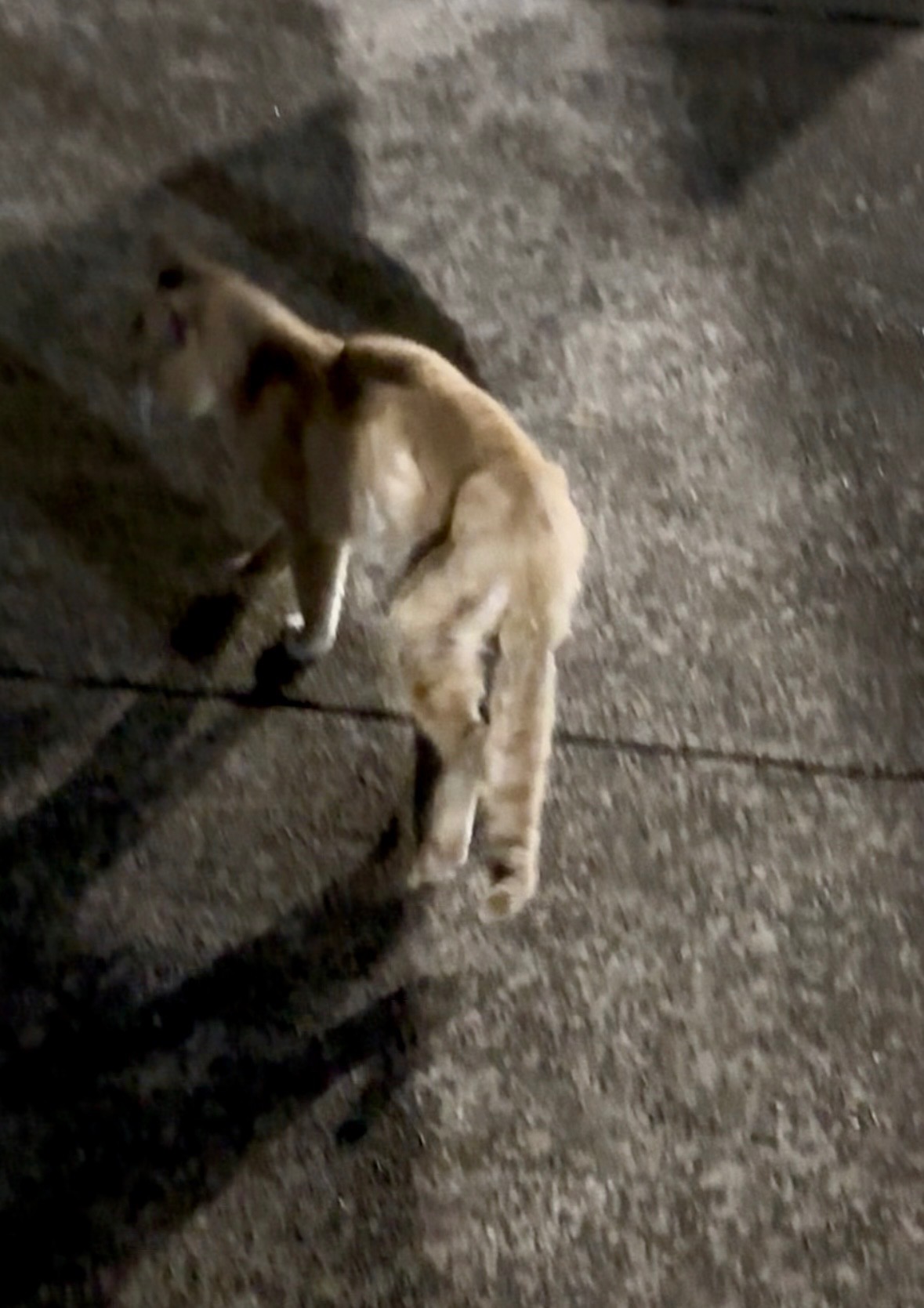 Help save Sam, the sweet champagne ginger cat. campaign photo, 6 of 7