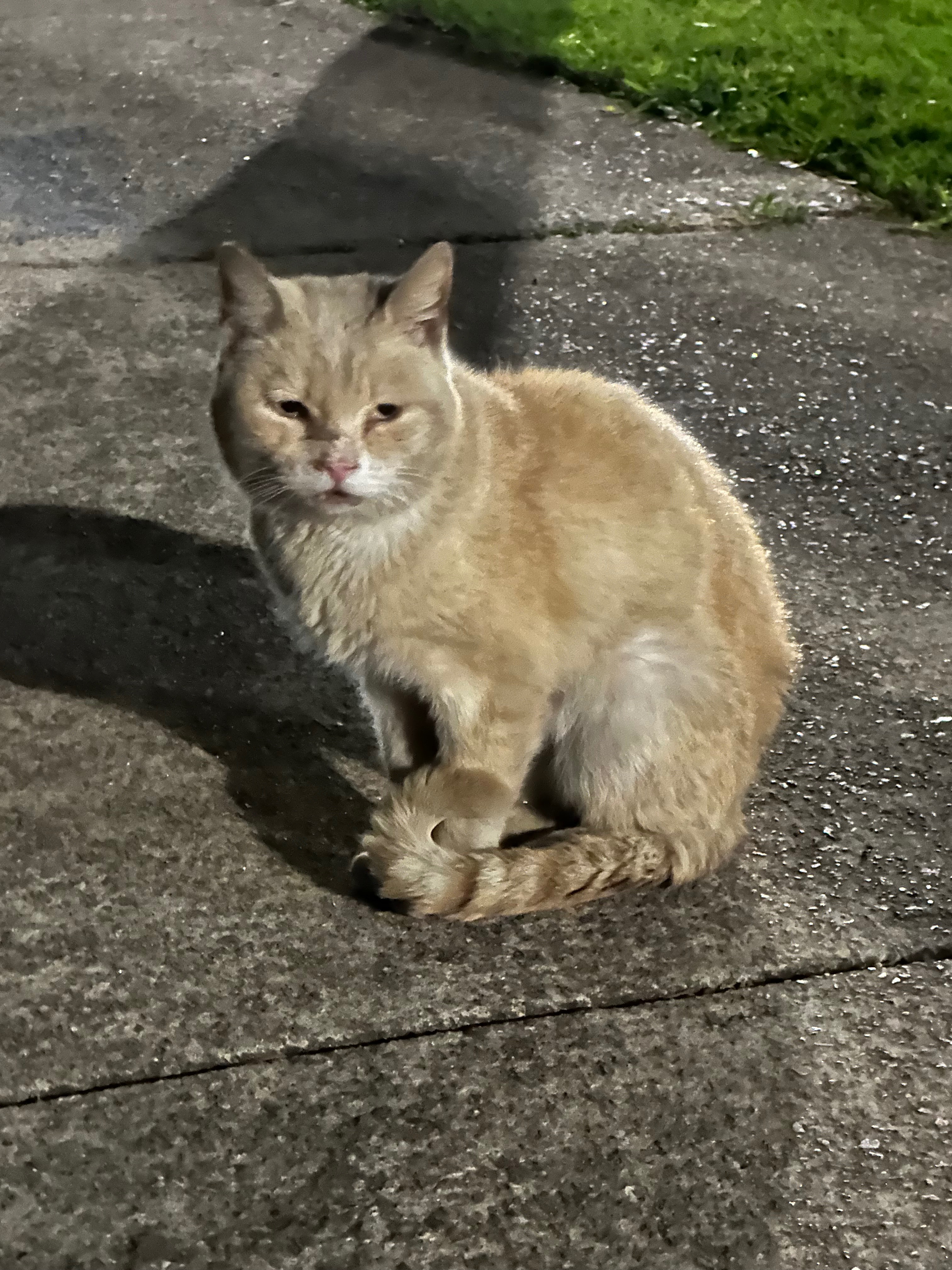 Help save Sam, the sweet champagne ginger cat. campaign photo, 2 of 7