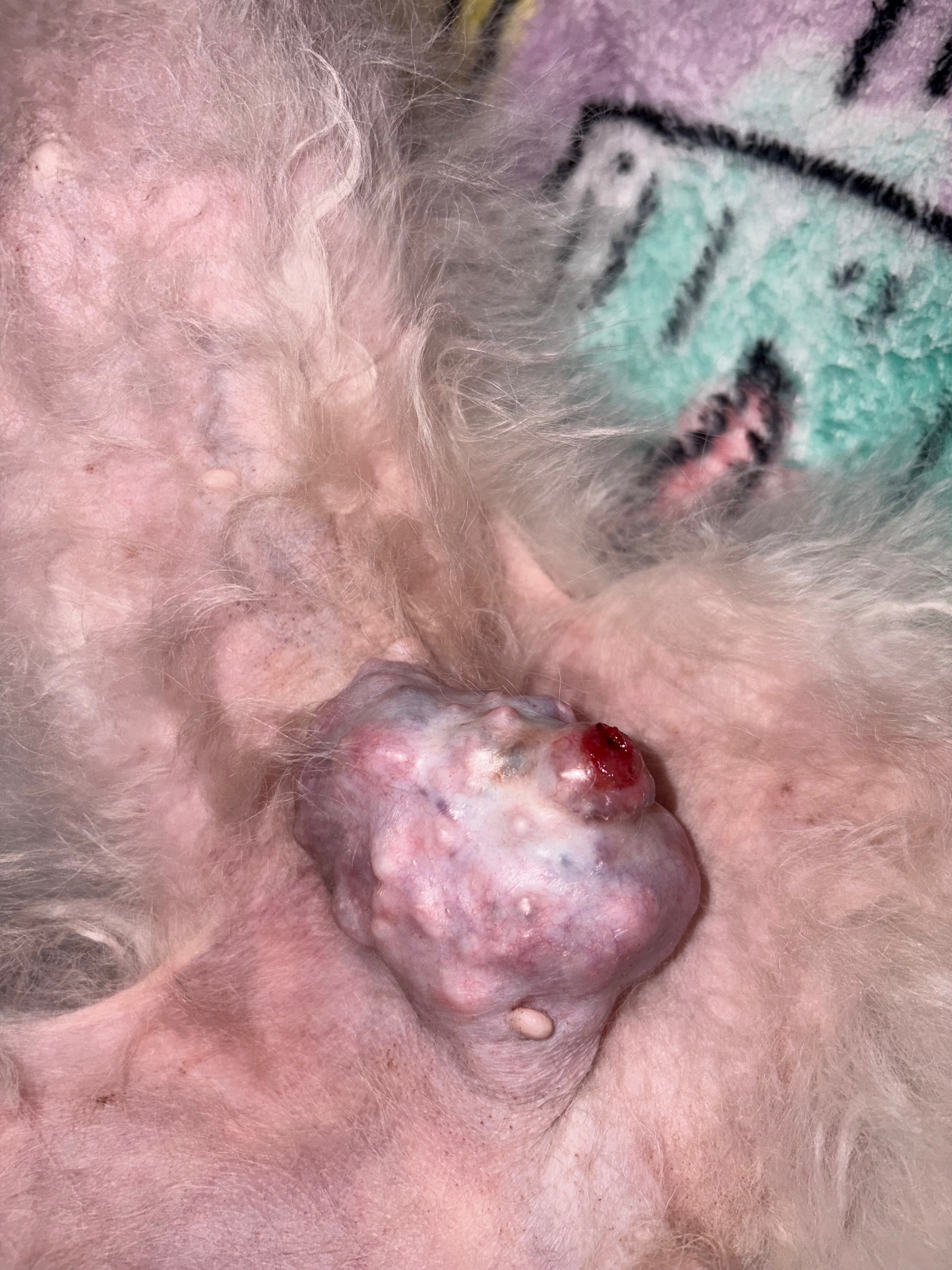 Save Coco Bear: Urgent Surgery Needed campaign photo, 4 of 5