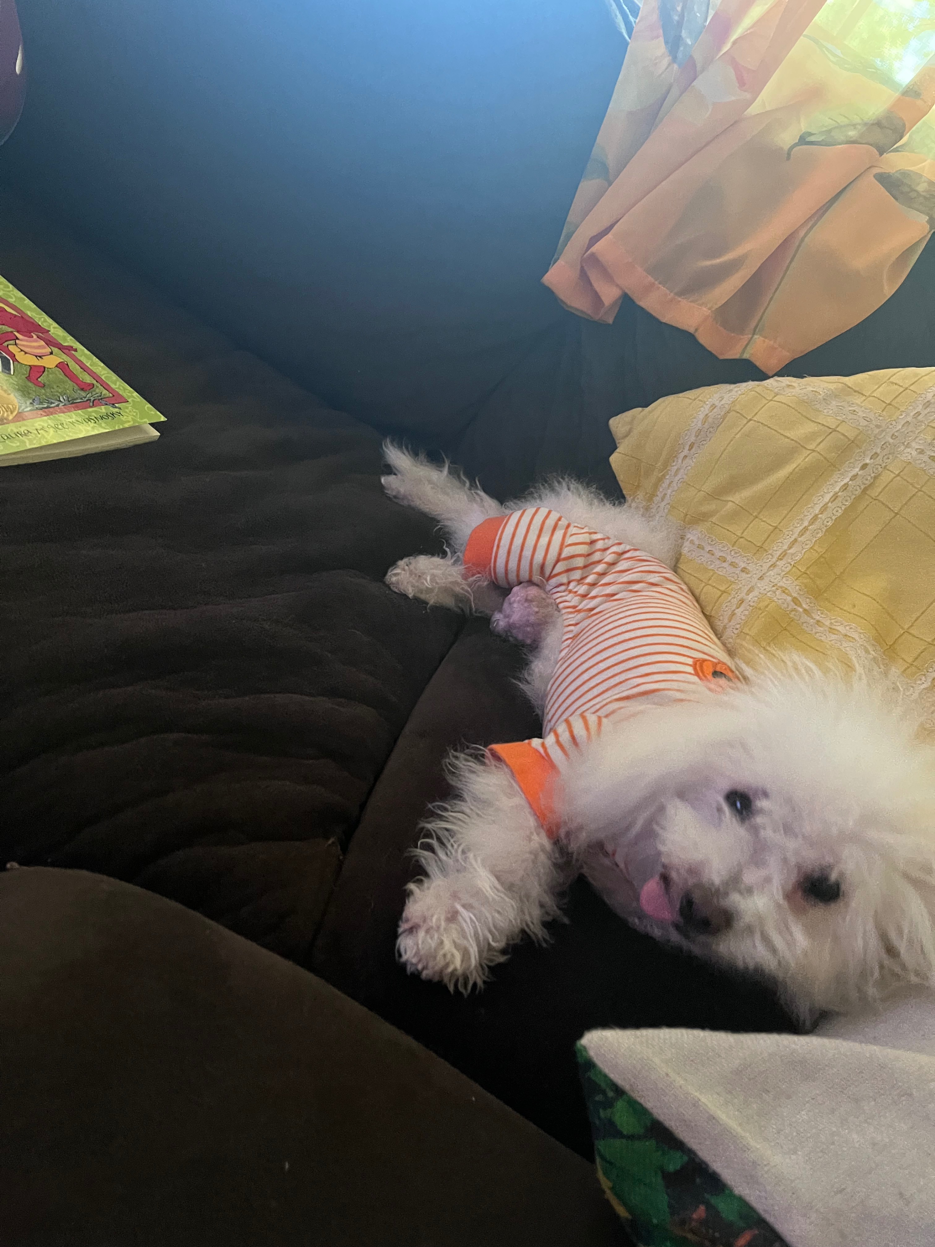 Save Coco Bear: Urgent Surgery Needed campaign photo, 2 of 5